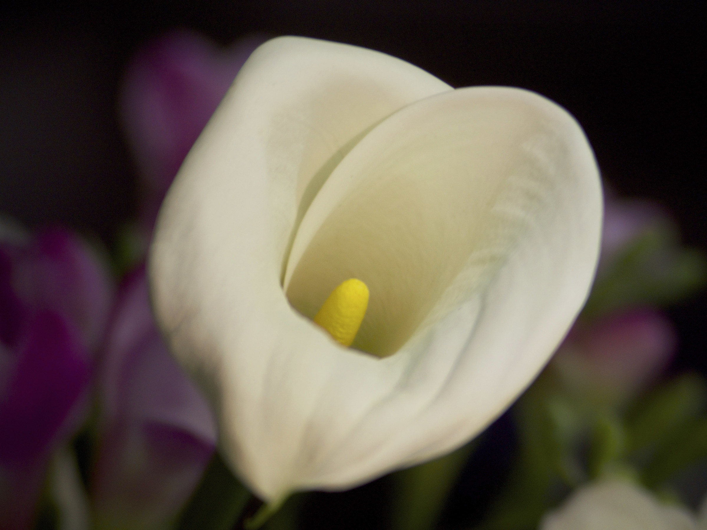 Calla