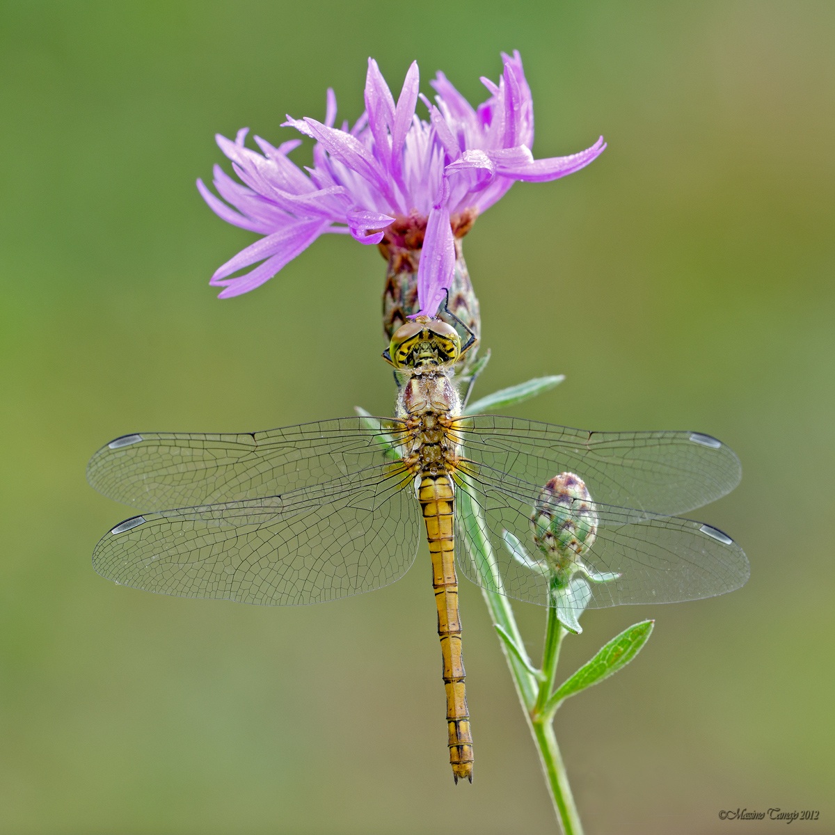 Sympetrum striolatum