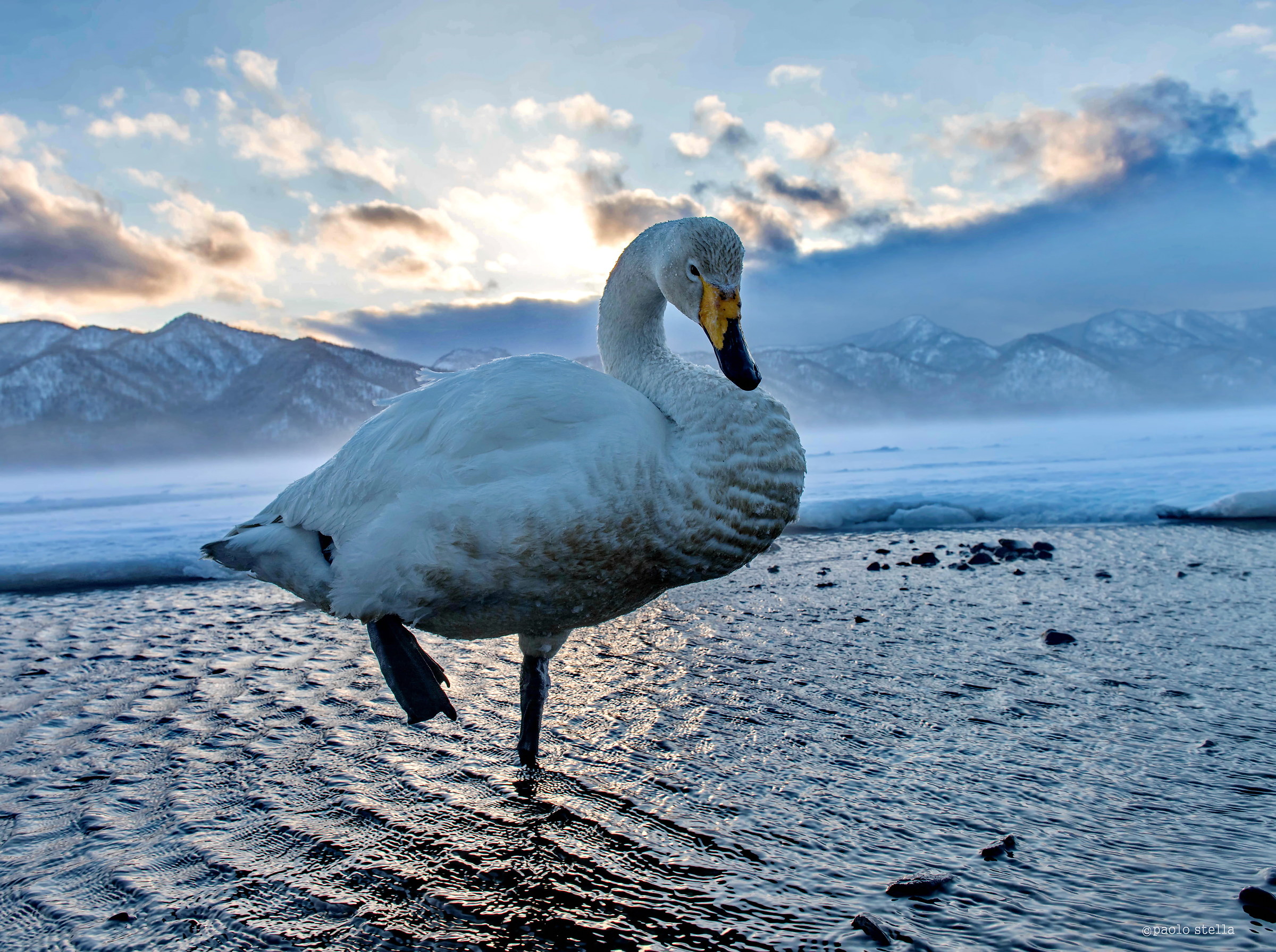 Whooper Swan at the sunset