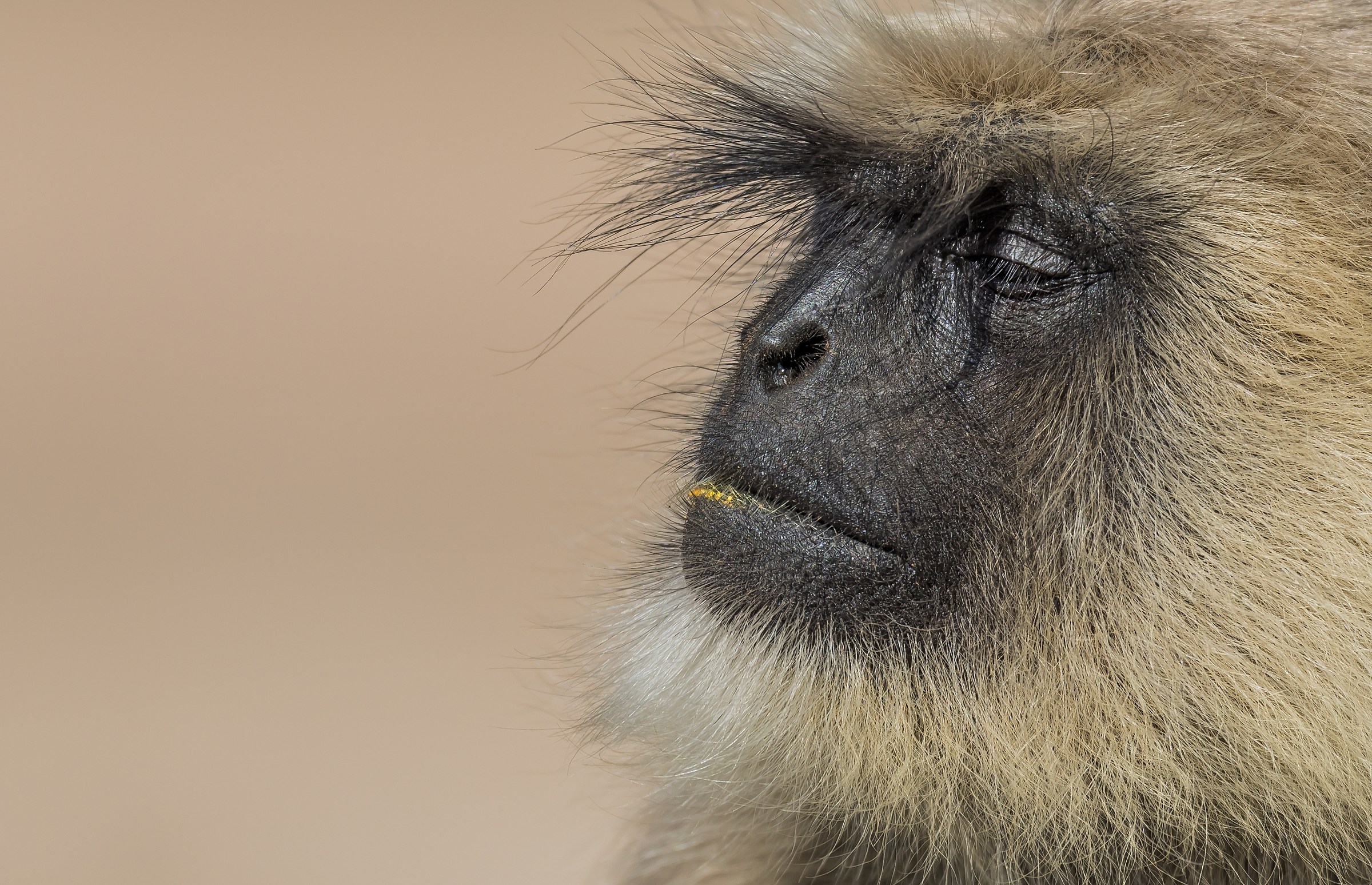 Rajasthan 2017 - Langur