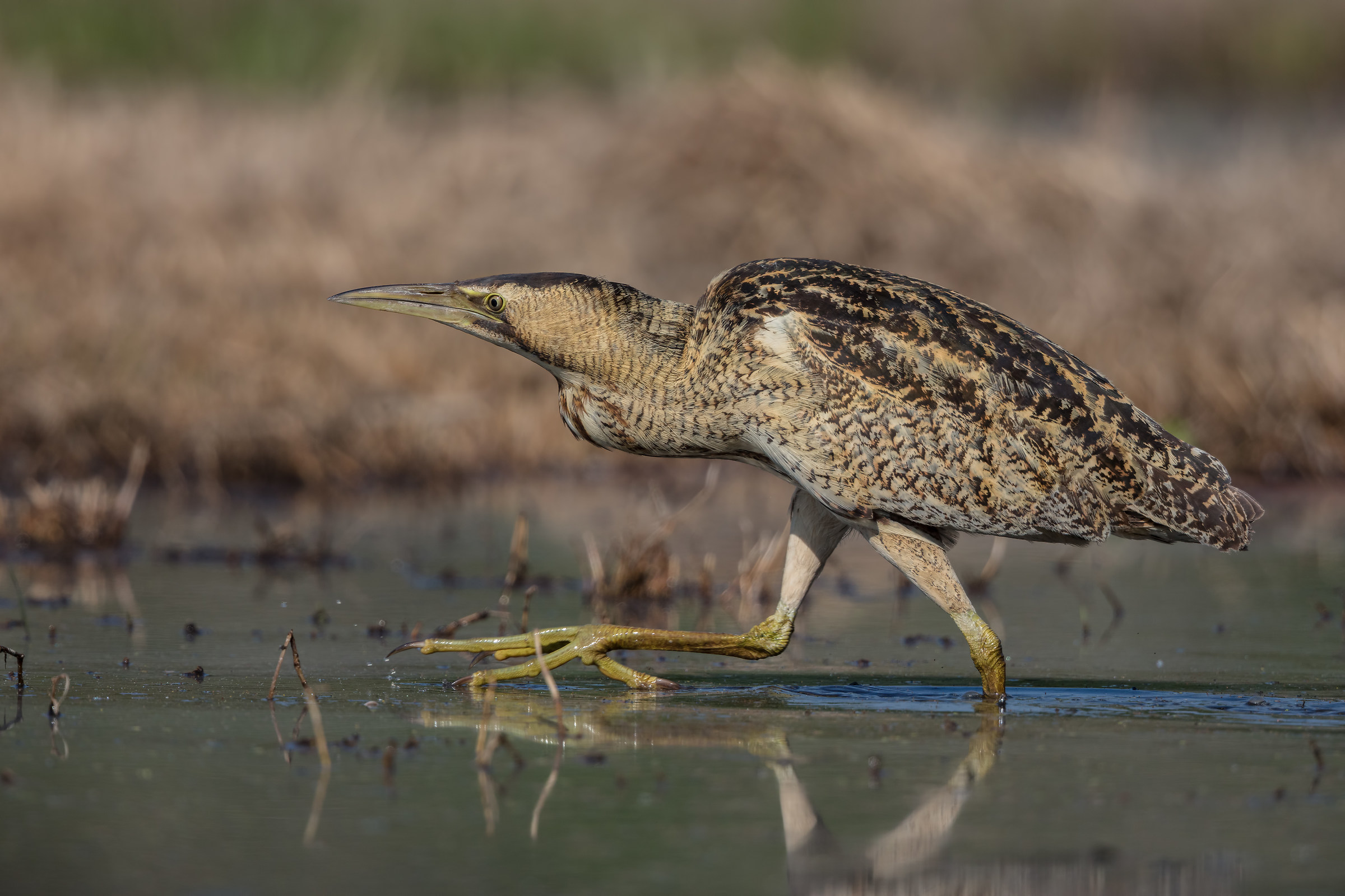 Bittern