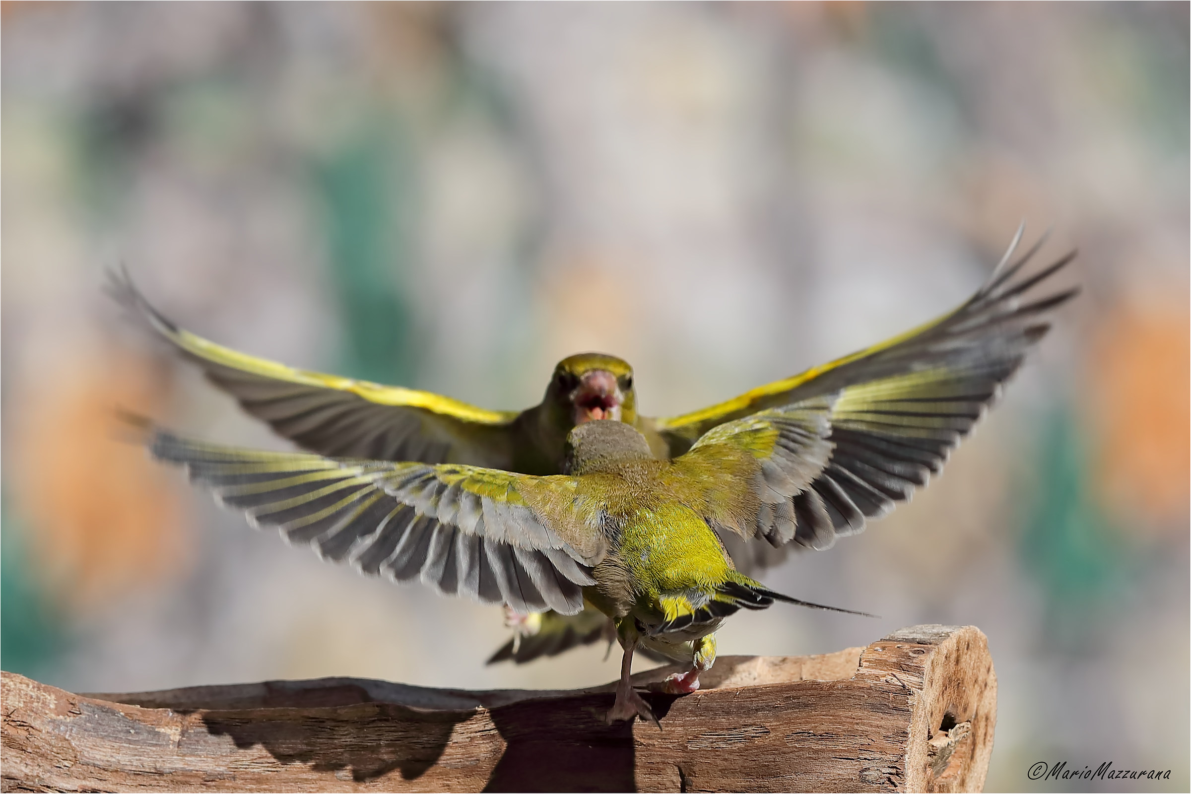 Mirror, mirror on the wall, who is the most beautiful