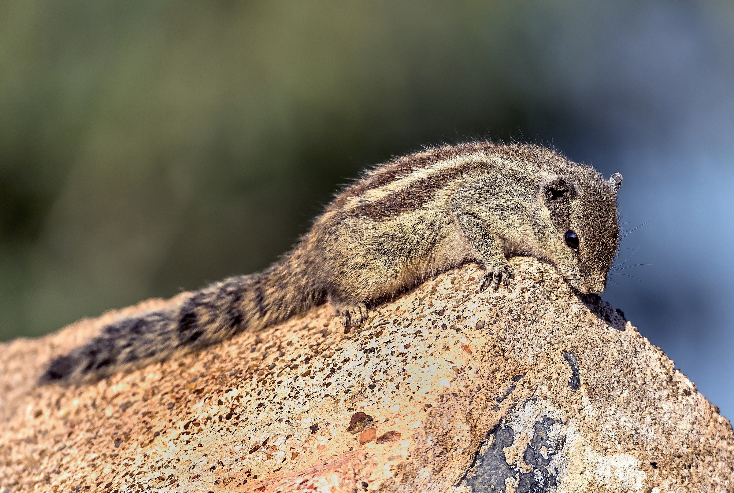 Rajasthan 2017 - Scoiattolo