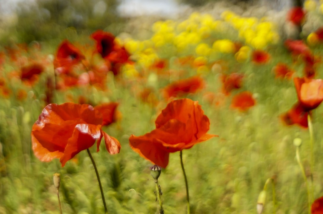 poppies