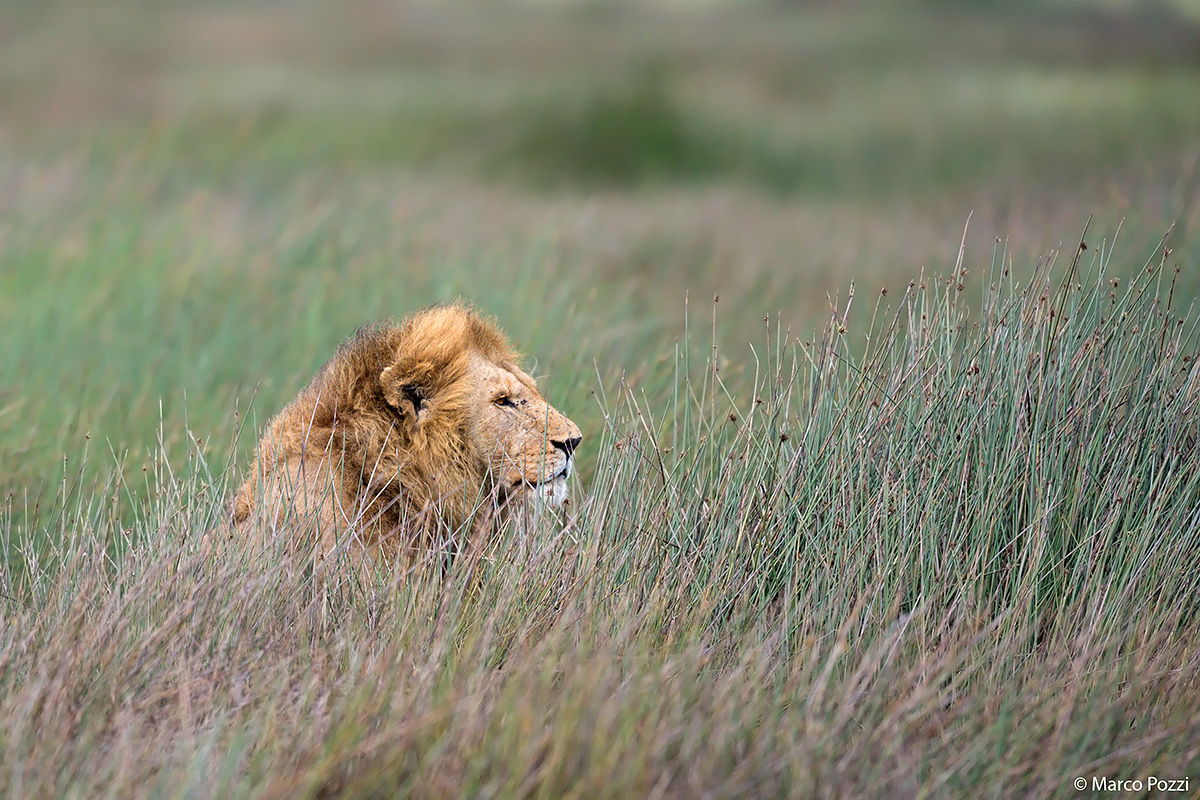 Lion in the marsh