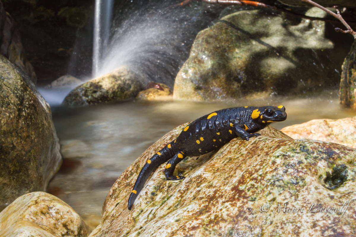 salamandra pezzata