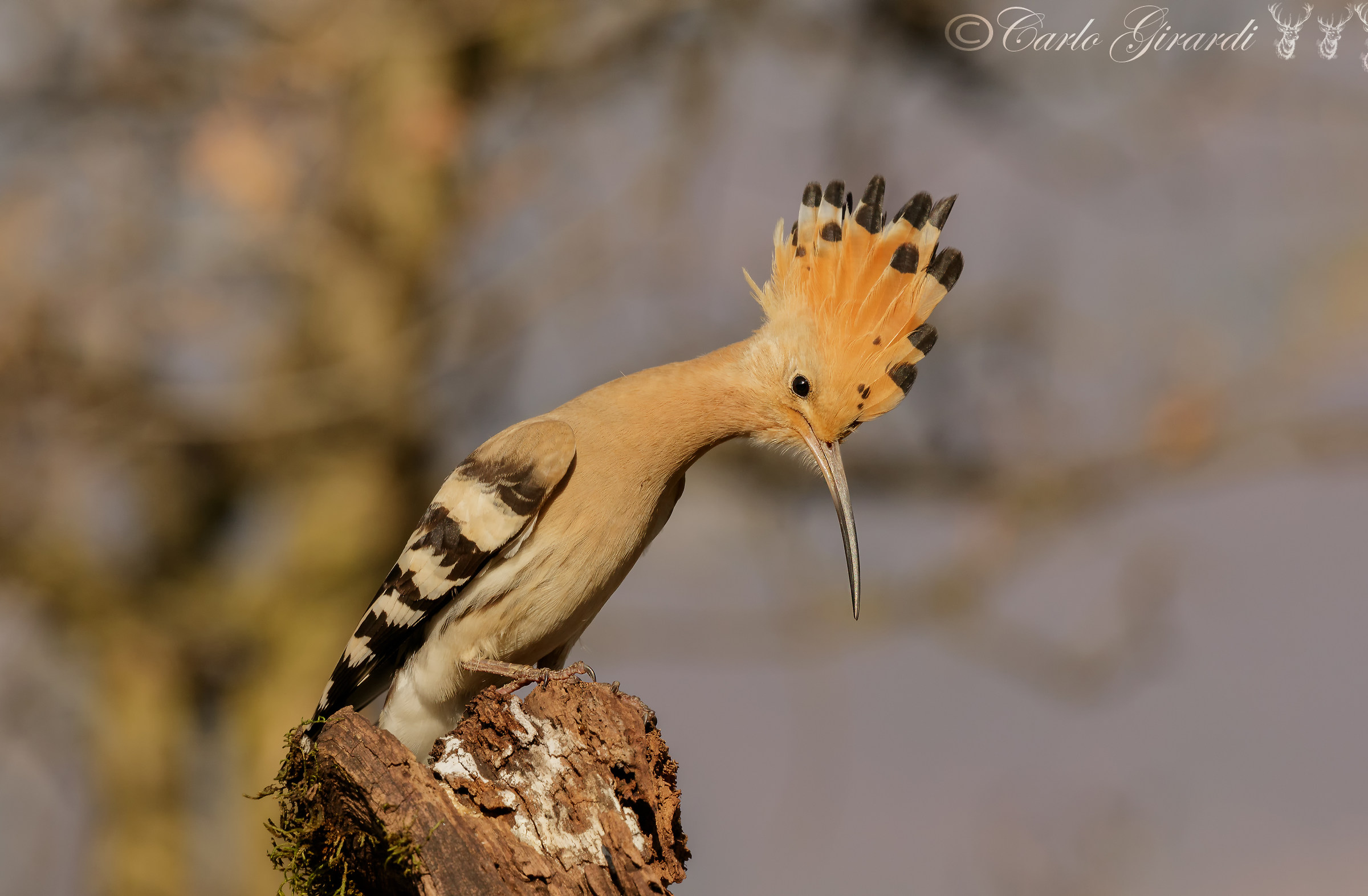 Upupa oggi mi sono fatta la cresta