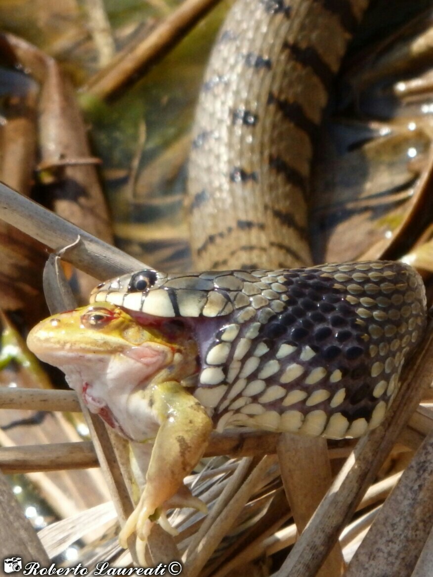 Grass snake (Natrix natrix)