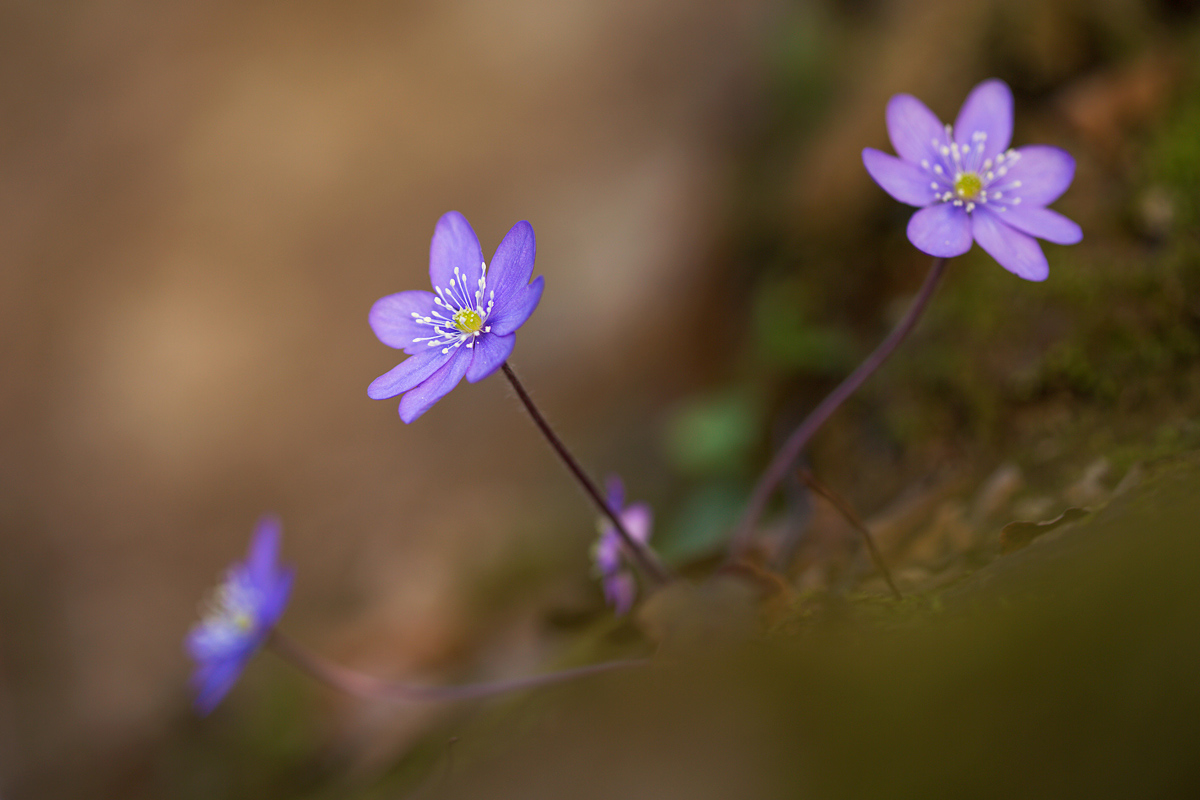 Hepatica nobilis