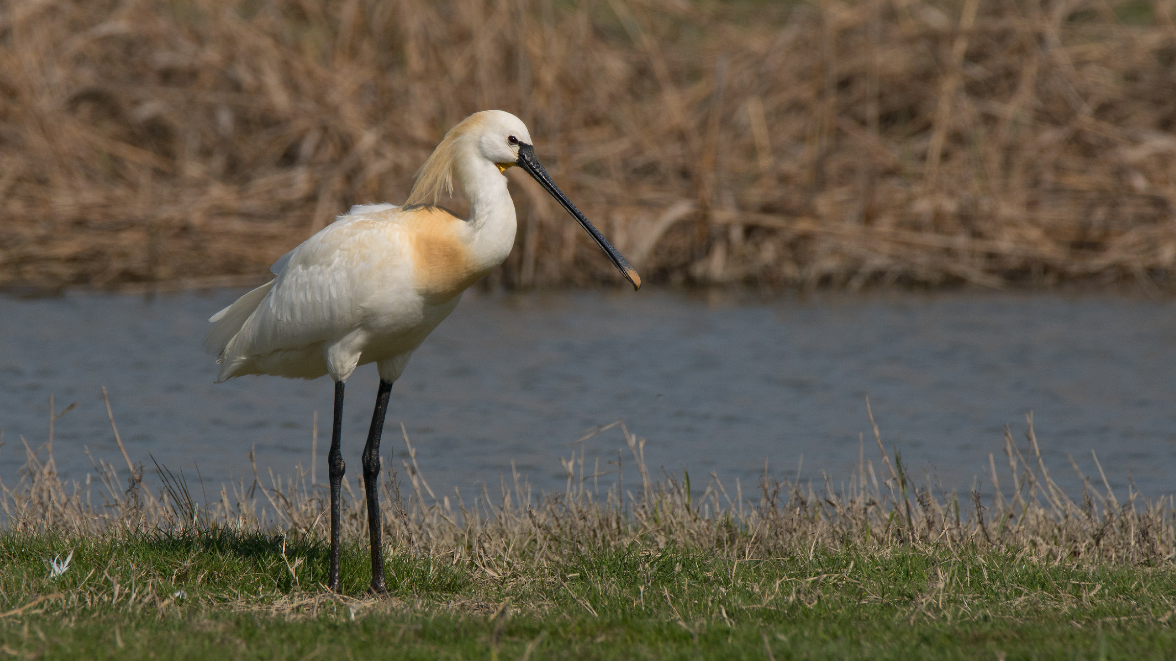 spatola in abito nuziale