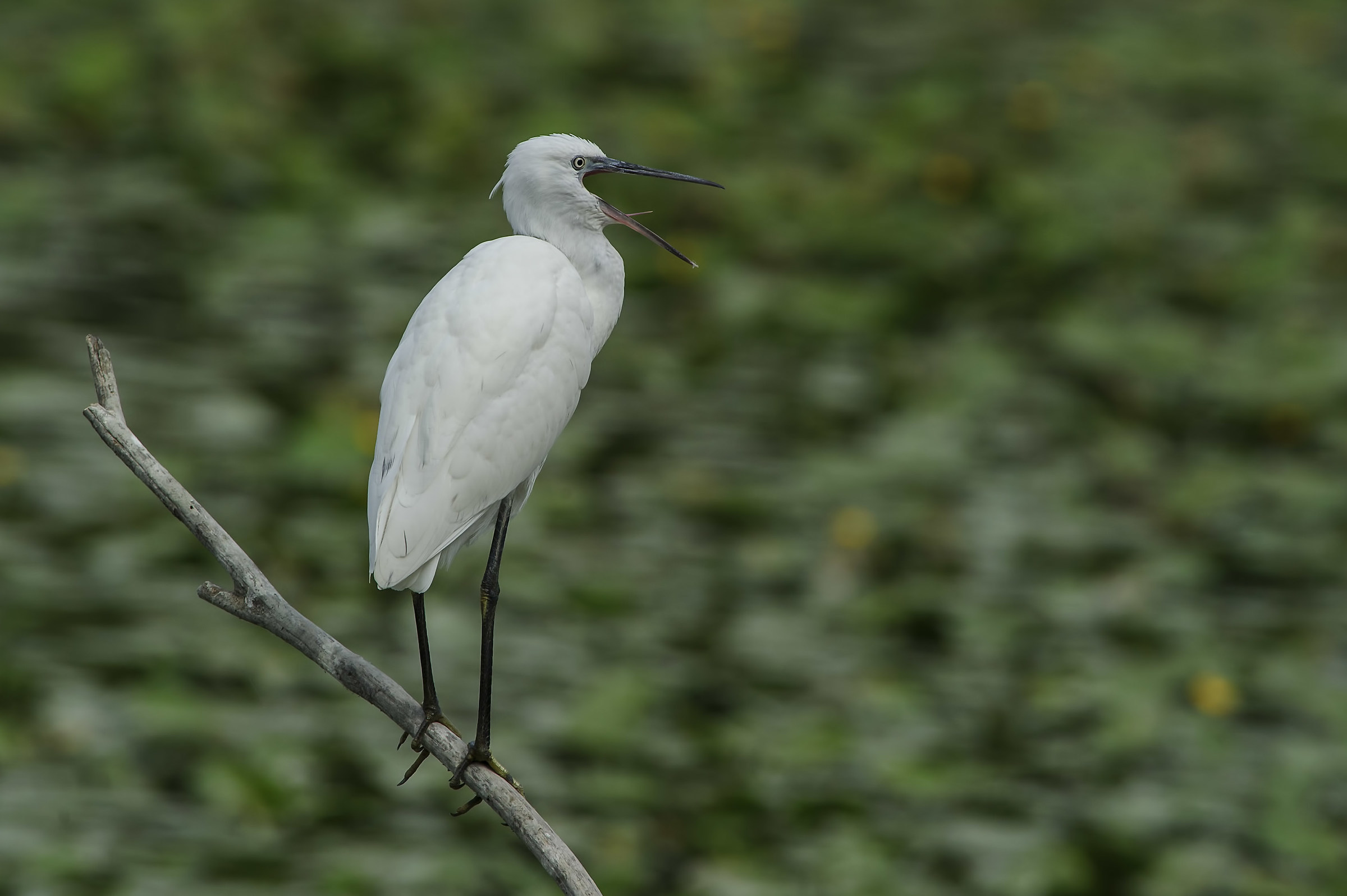 Let me see this gorge ....