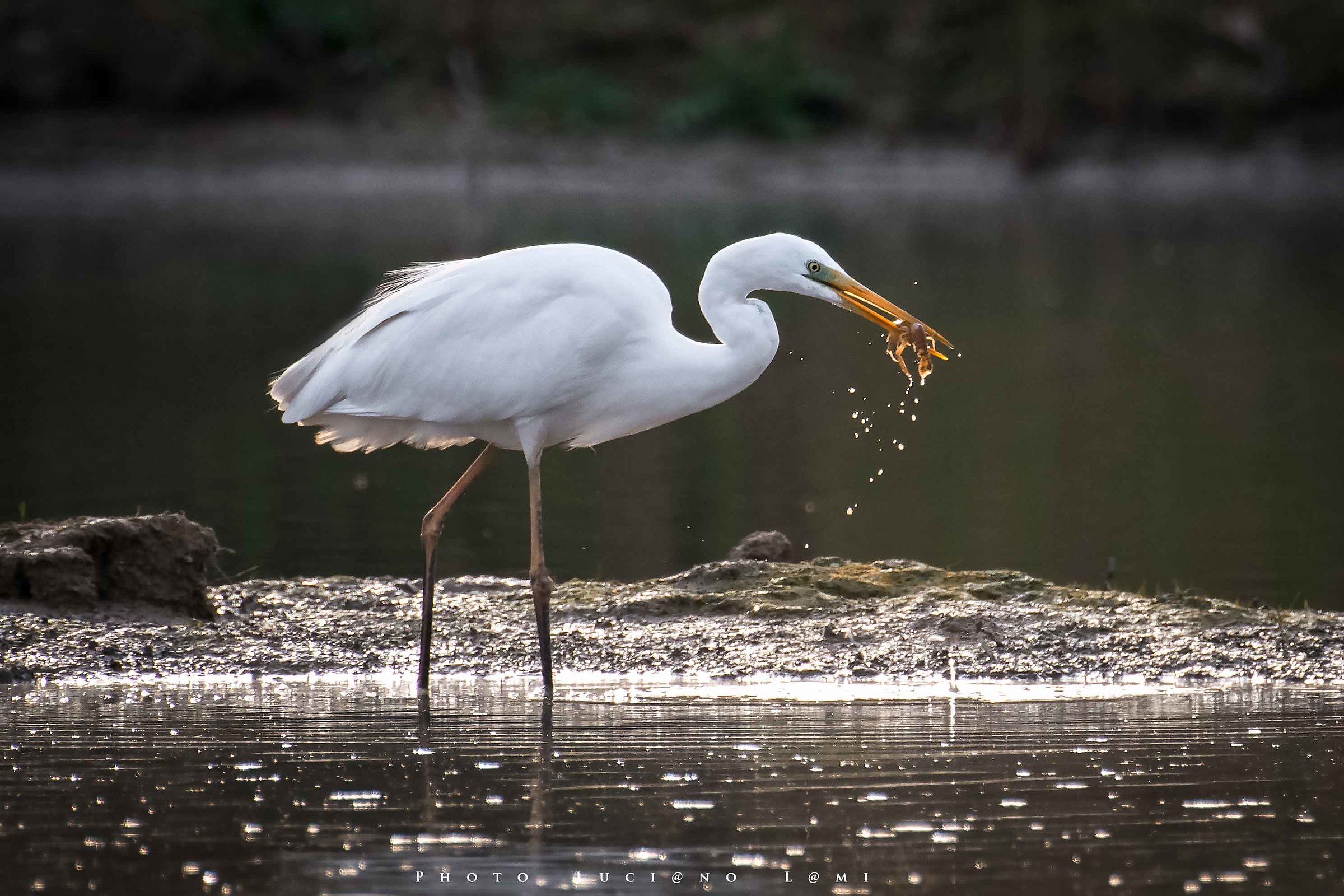 Lo spuntino dell' Airone