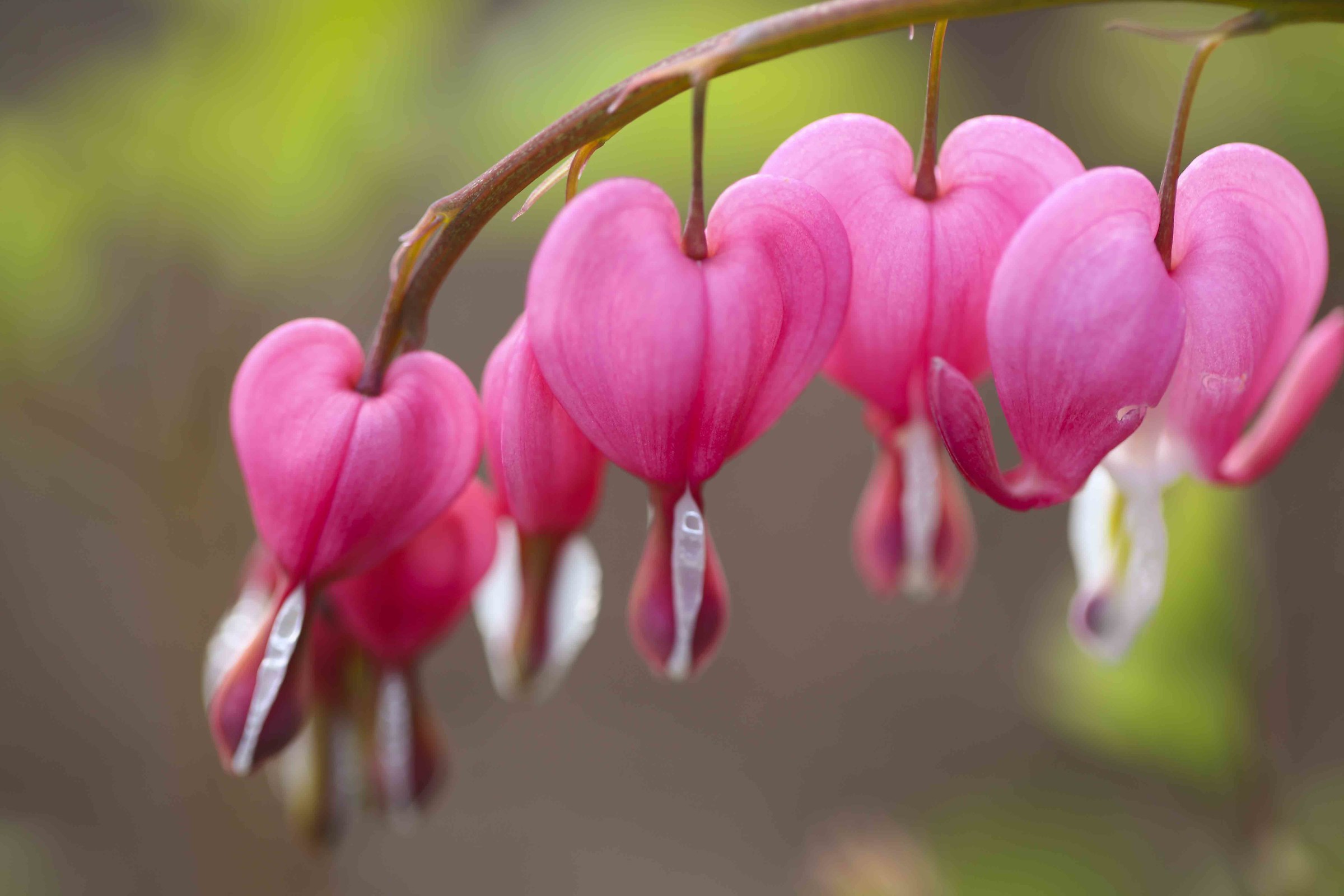Lamprocapnos spectabilis