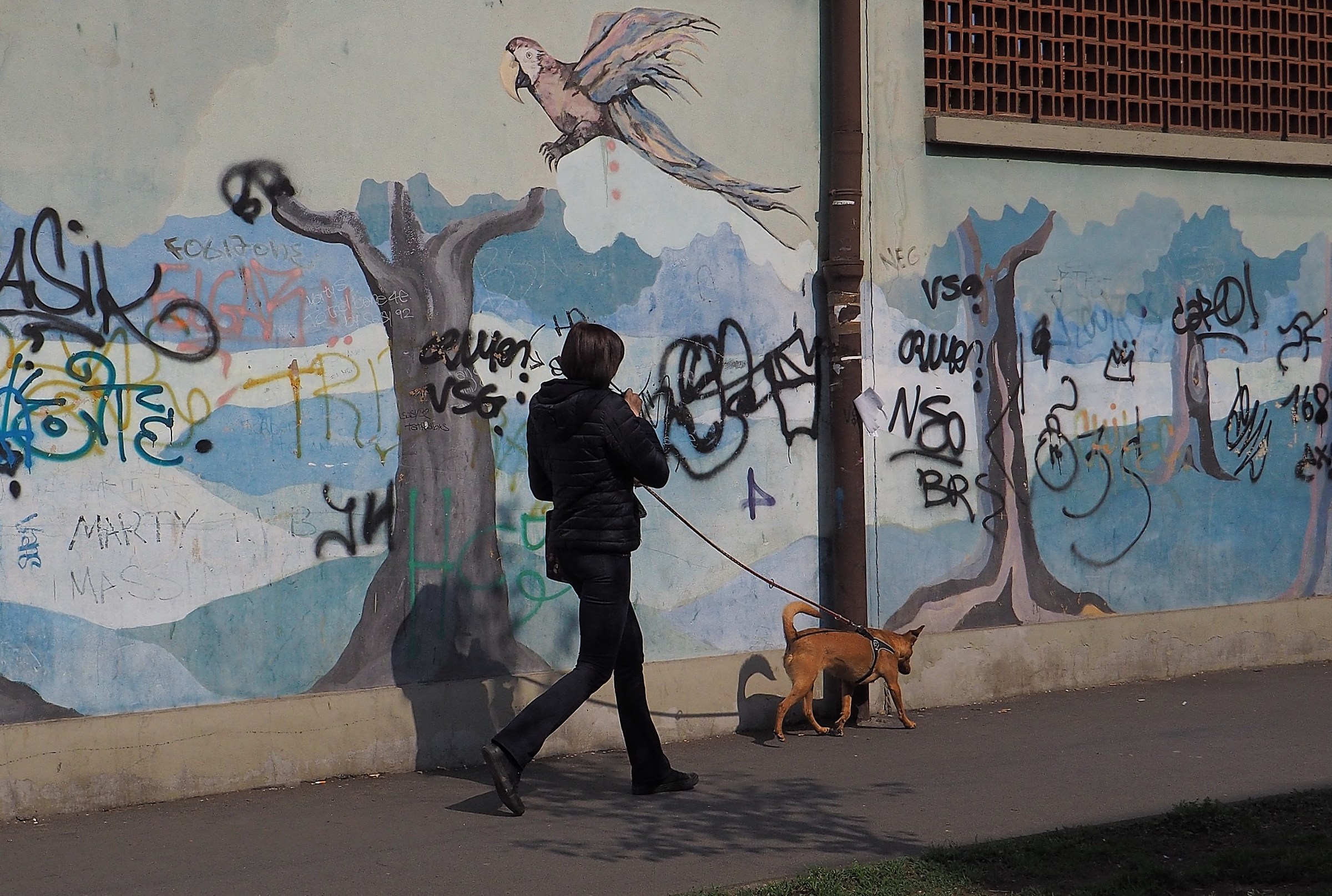 Attention to go under the parrots