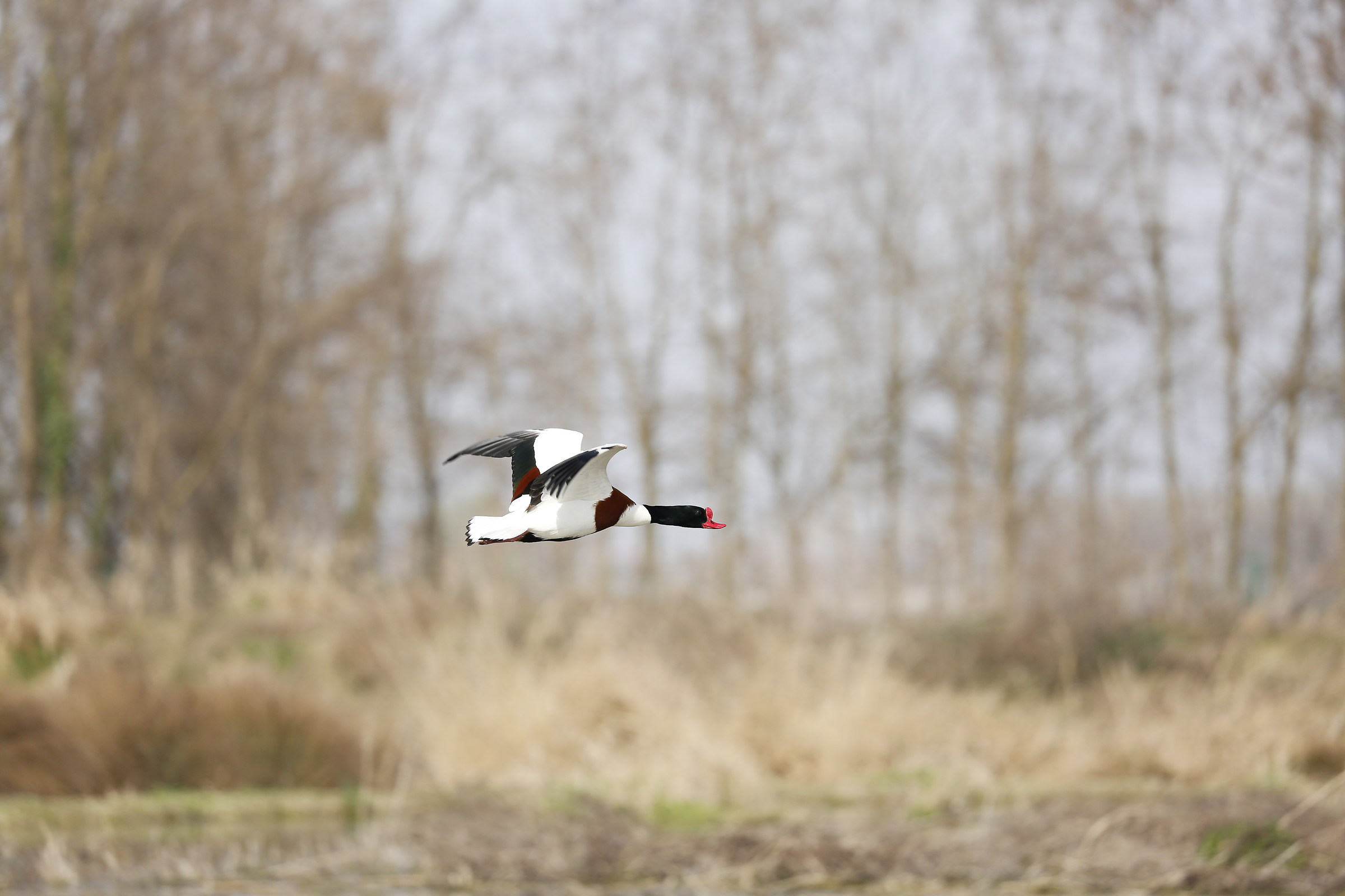 shelduck