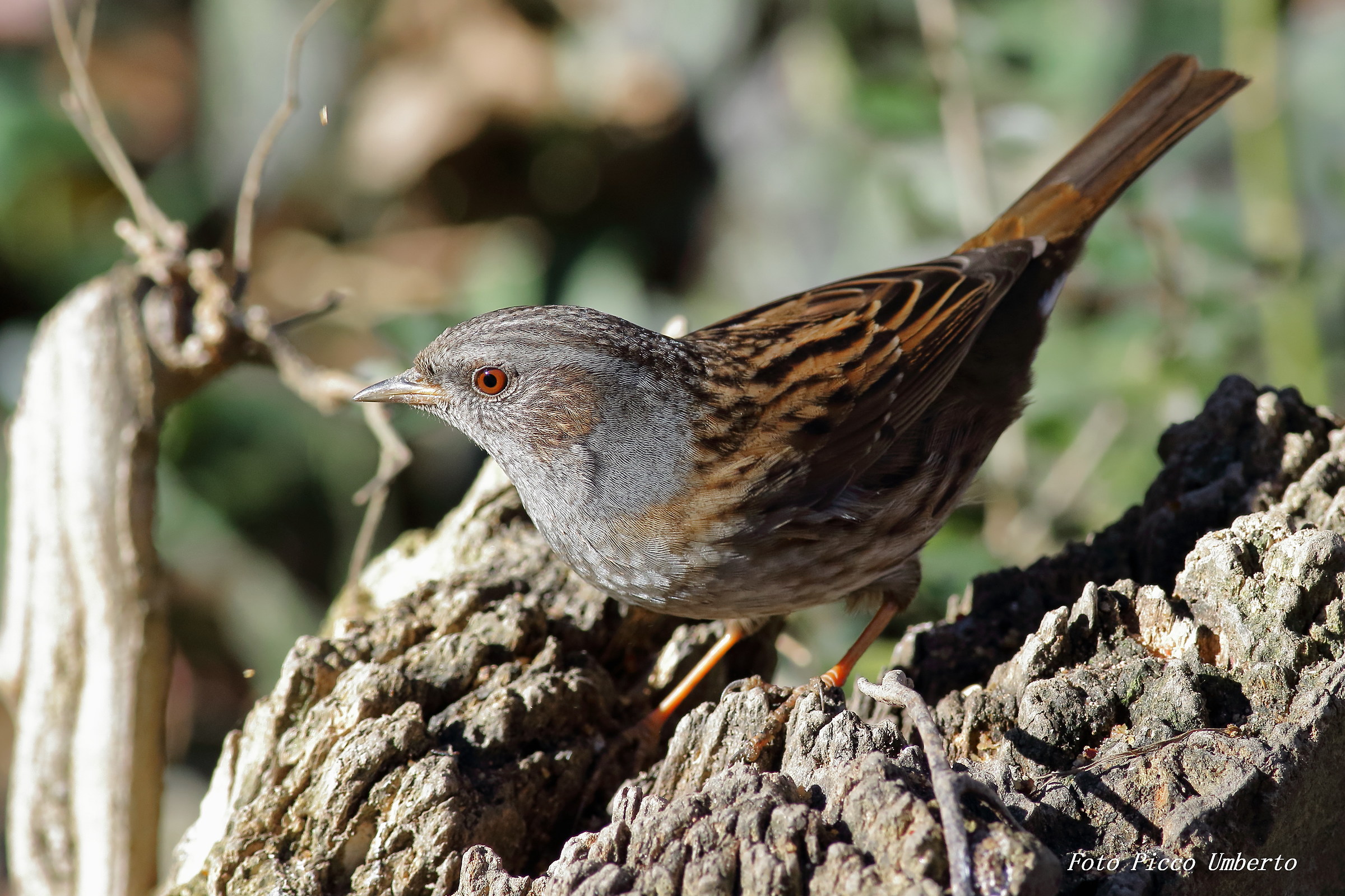 dunnock