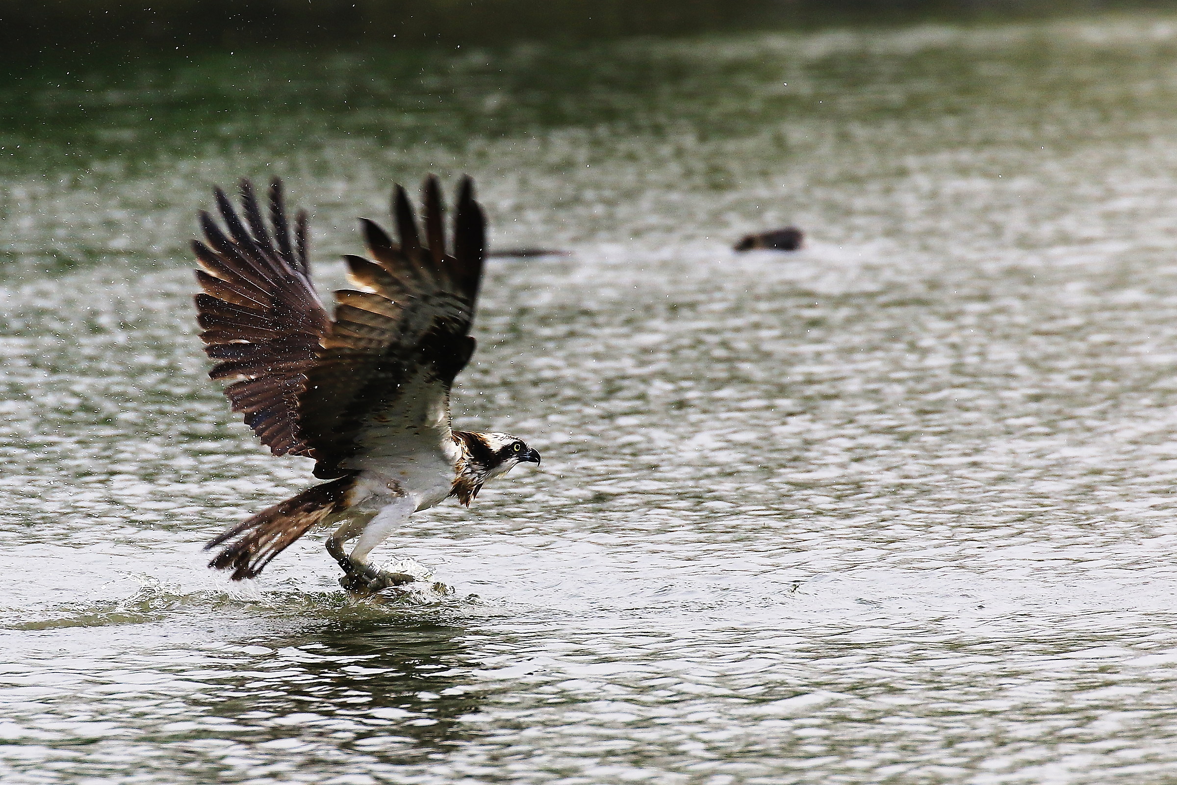 osprey