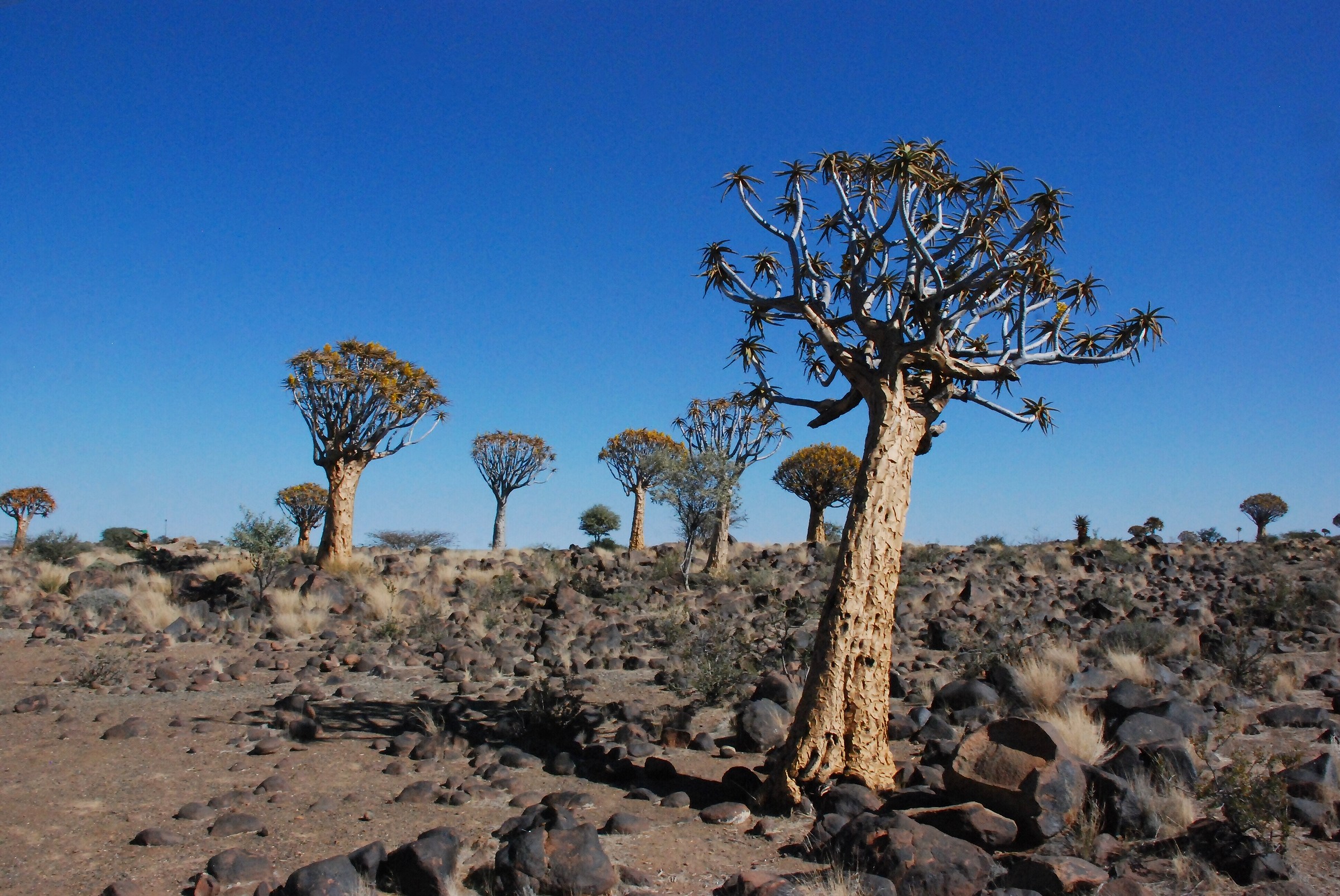 quiver tree forest