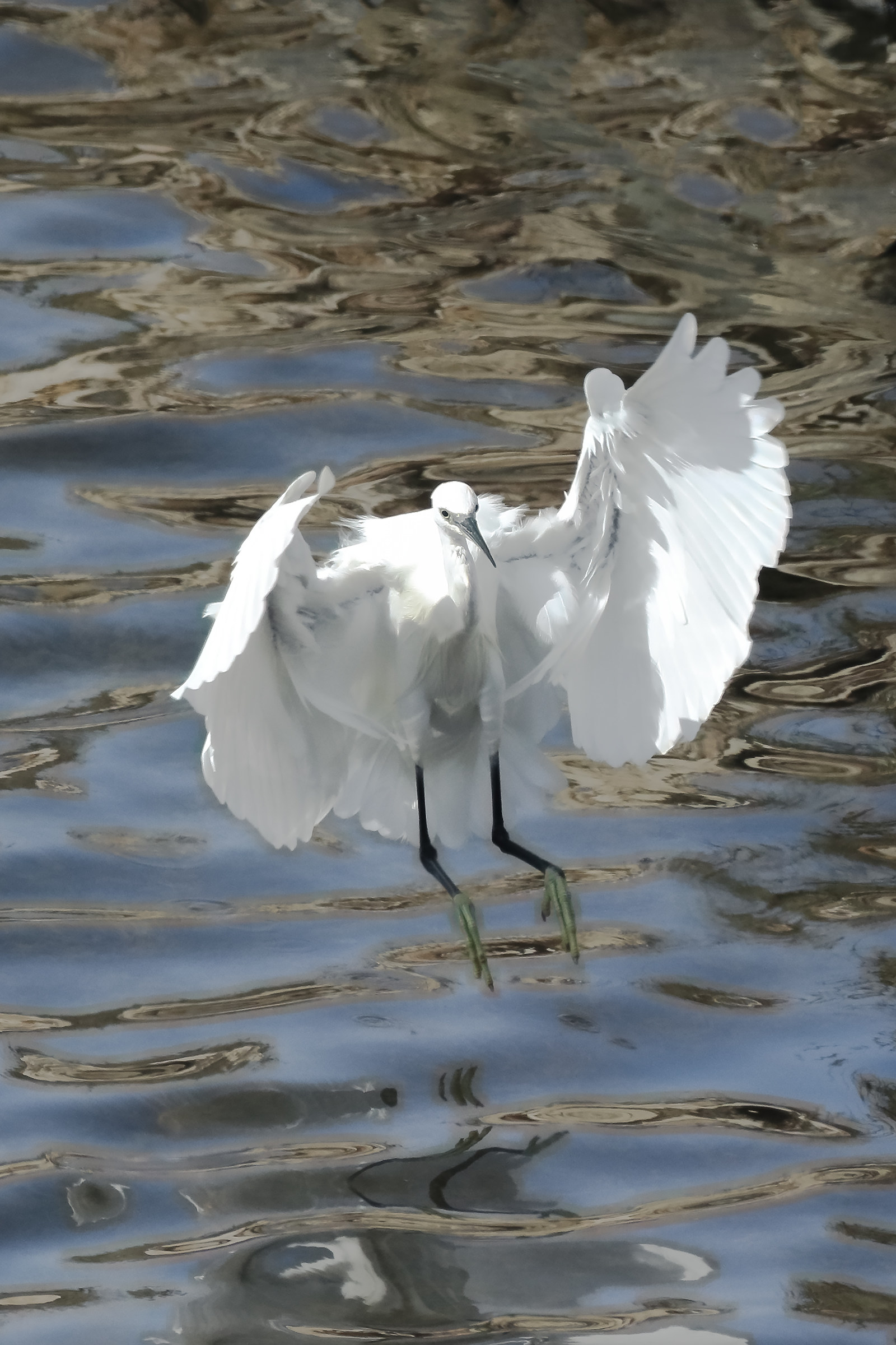 Egret Ghost