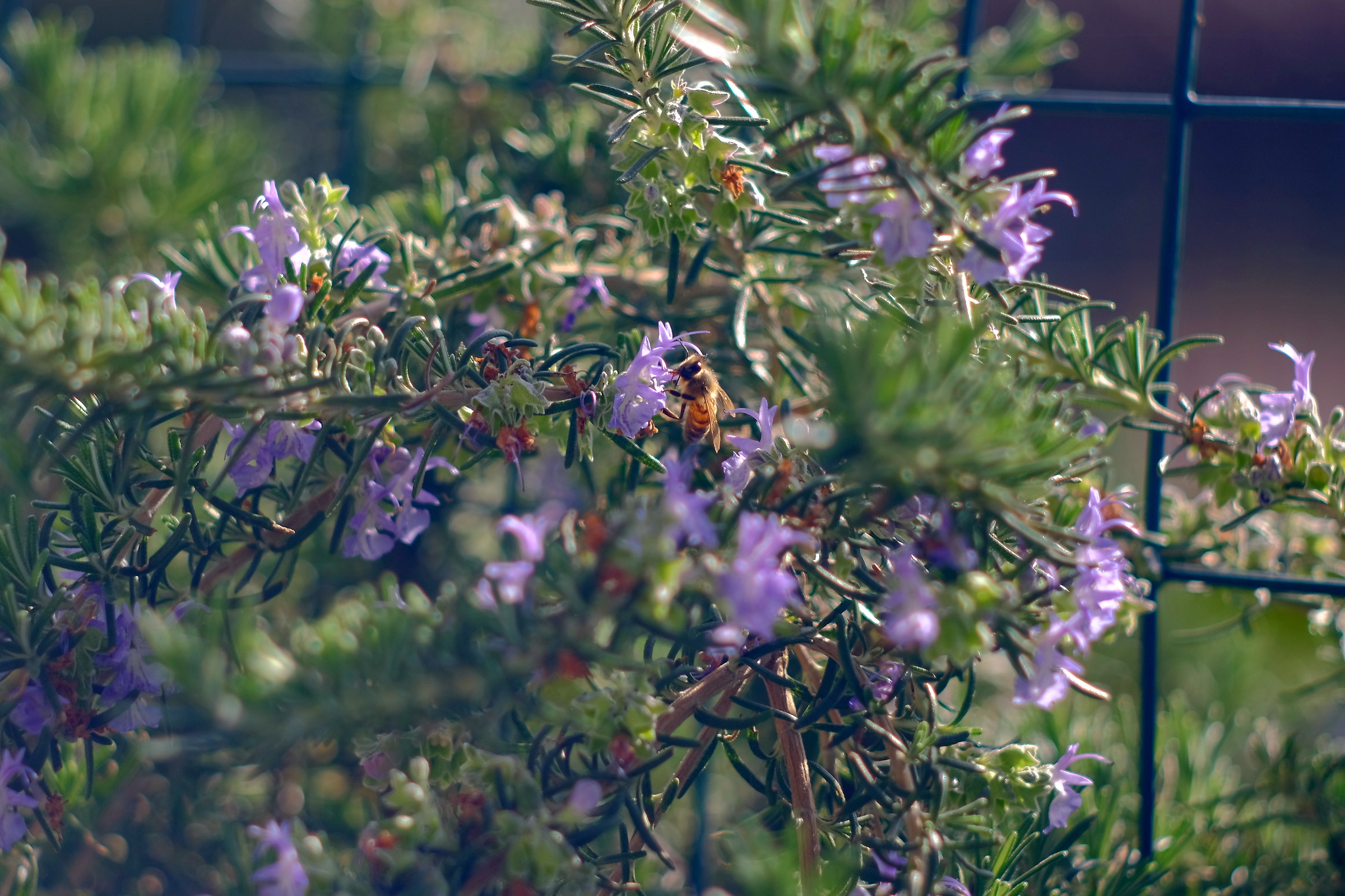pollinating bee on rosemary flowers