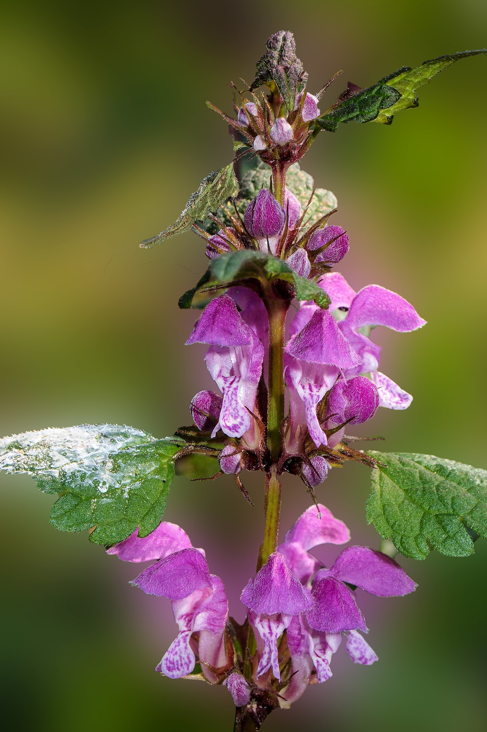 Lamium maculatum L.