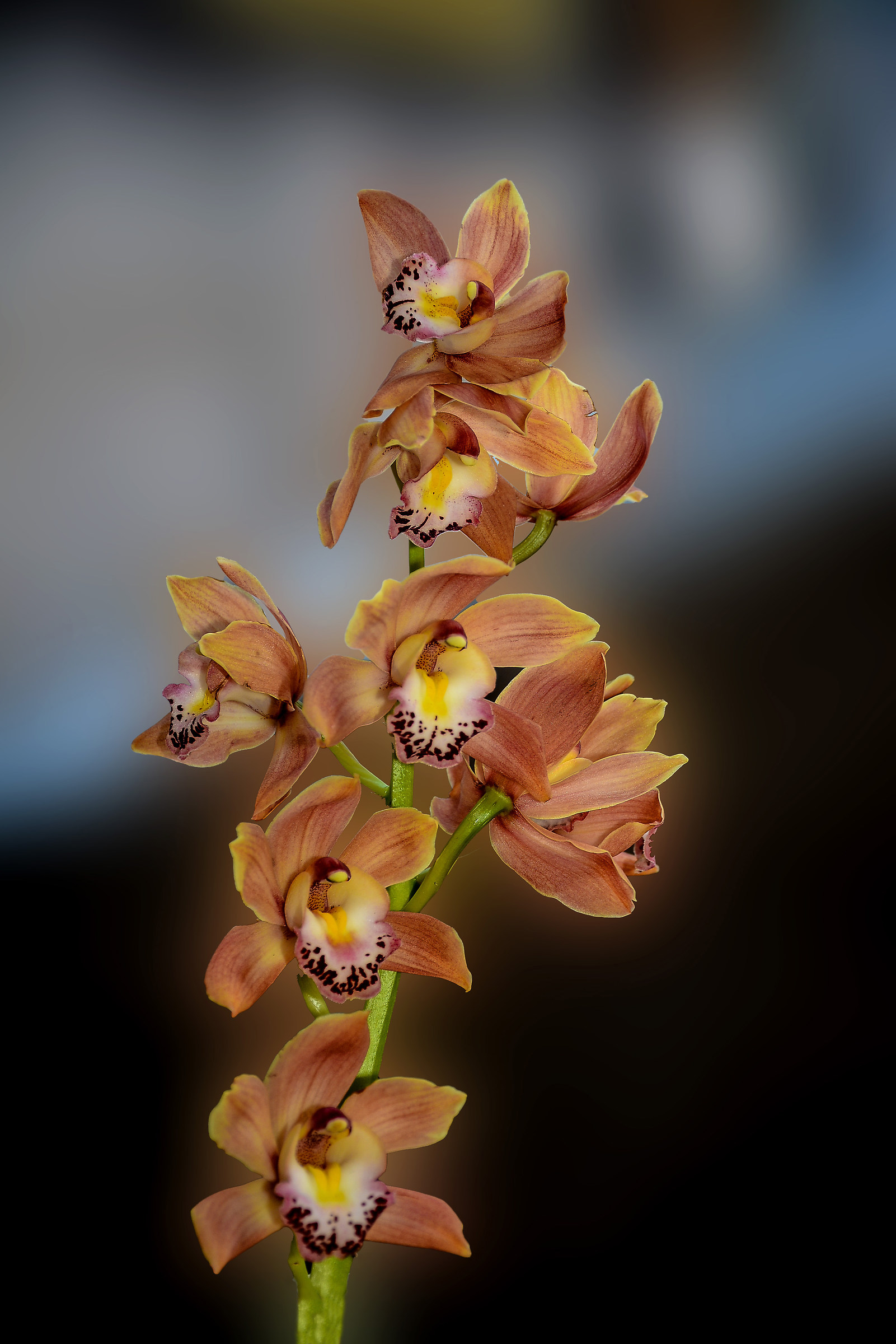 Cymbidium