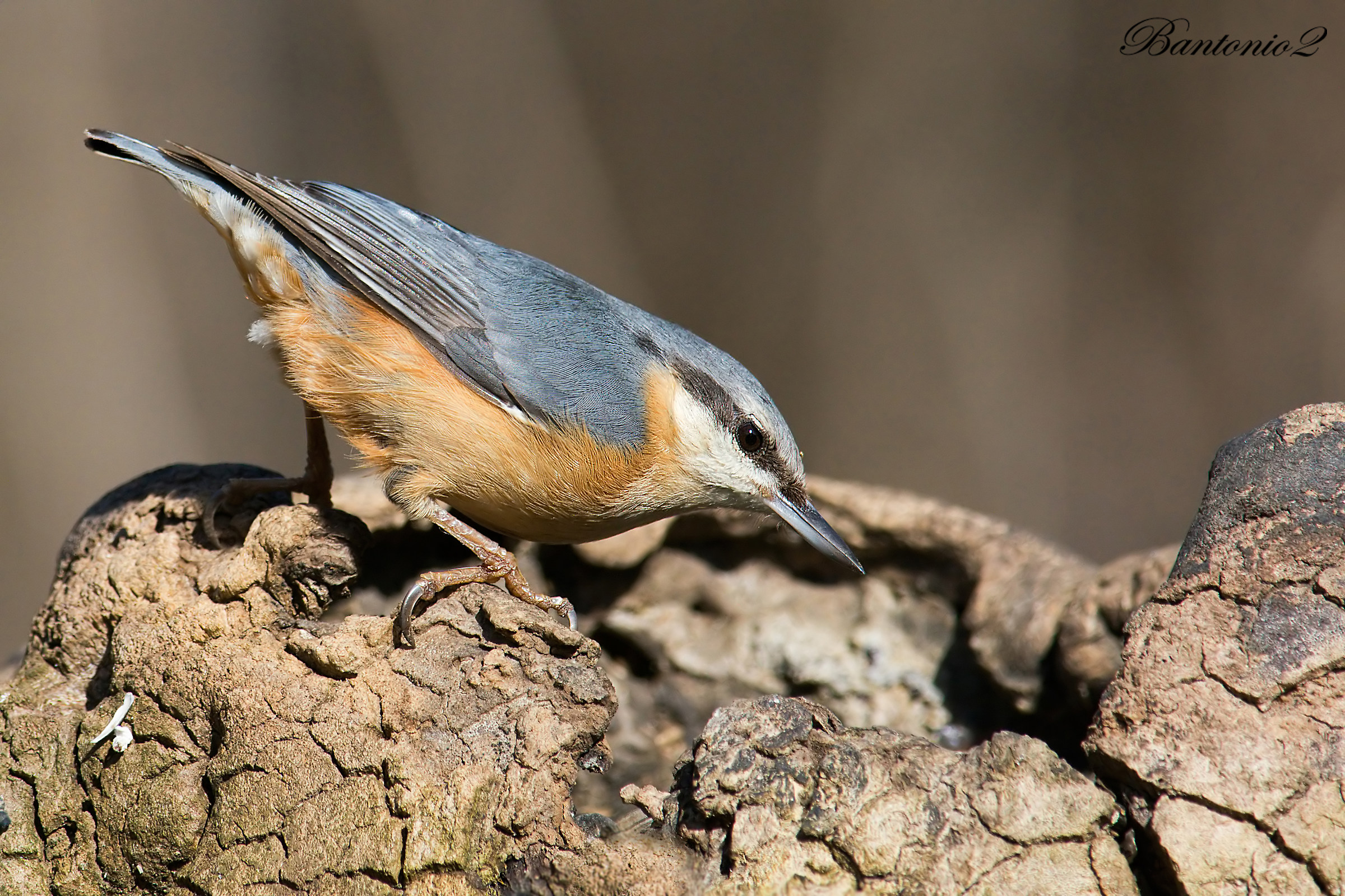 Nuthatch (Sitta europaea).