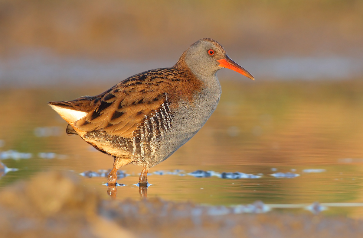 Water Rail