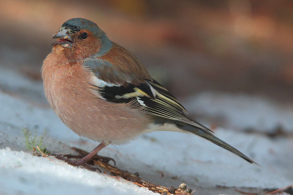 chaffinch on snow