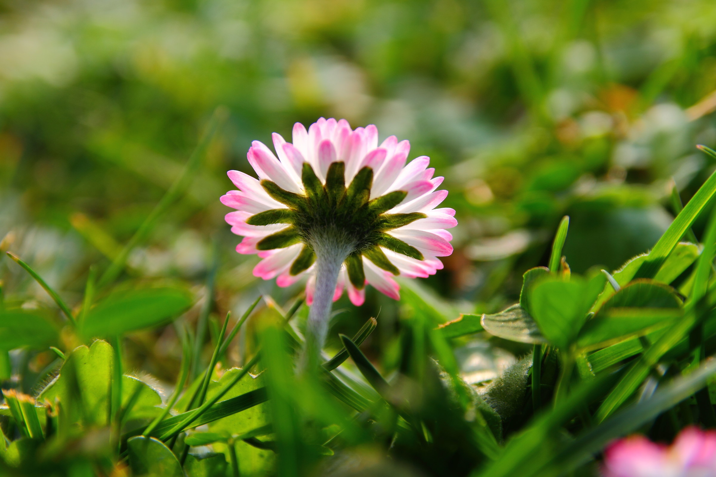 the shade of a daisy