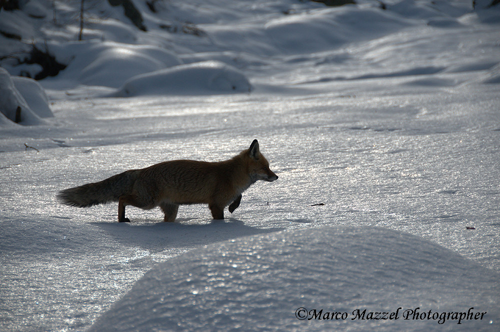 Miss cunning backlit