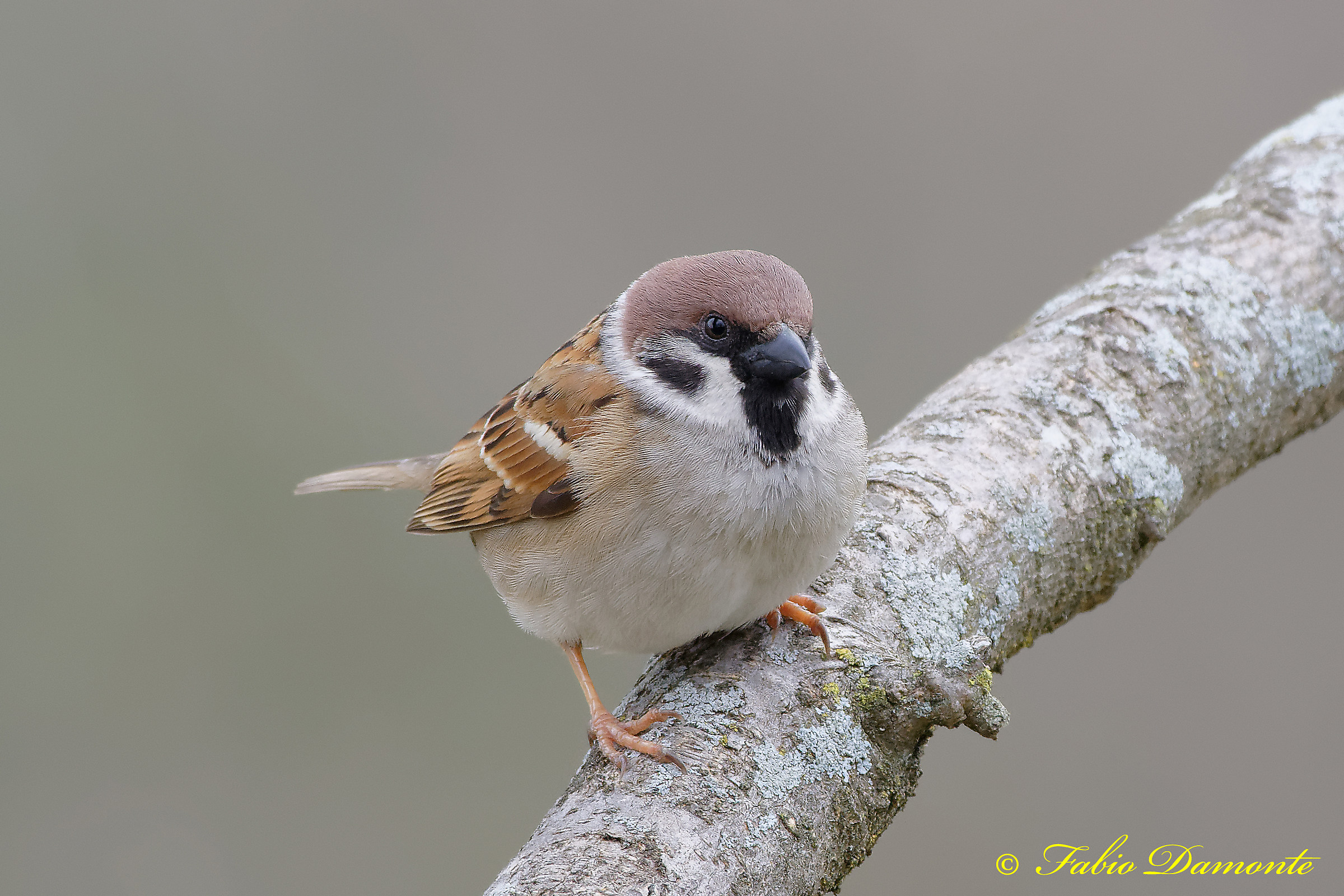 Tree Sparrow