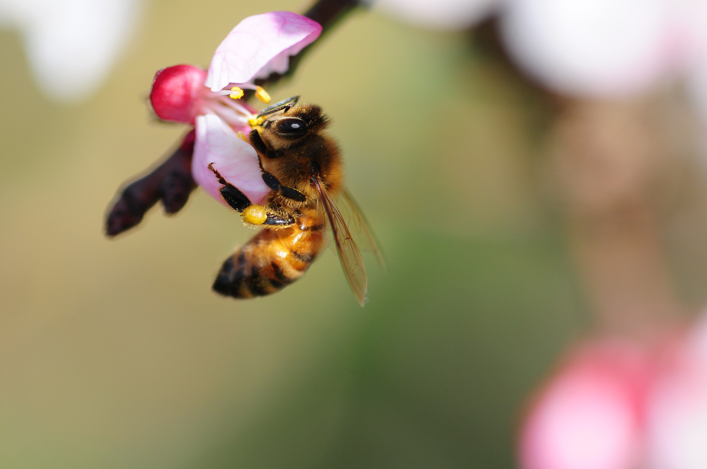 macro done on the fly free hand