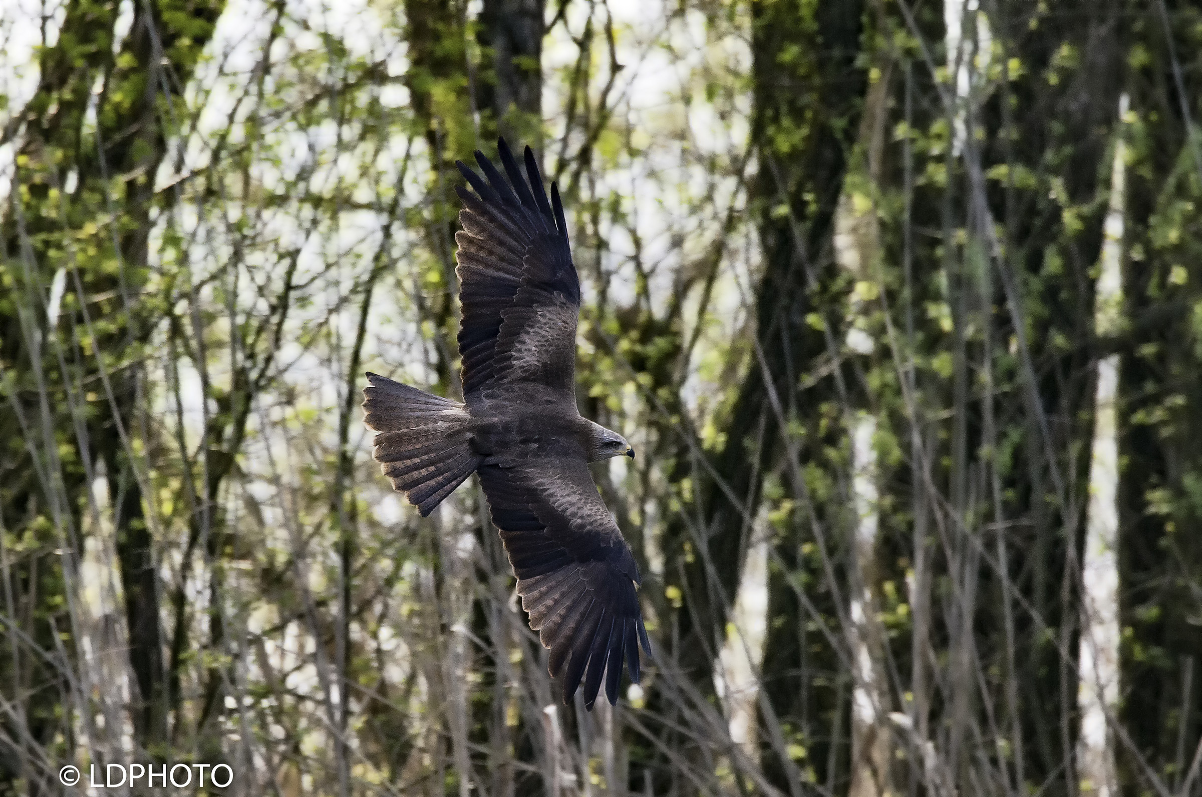 Nibbio bruno - milvus migrans
