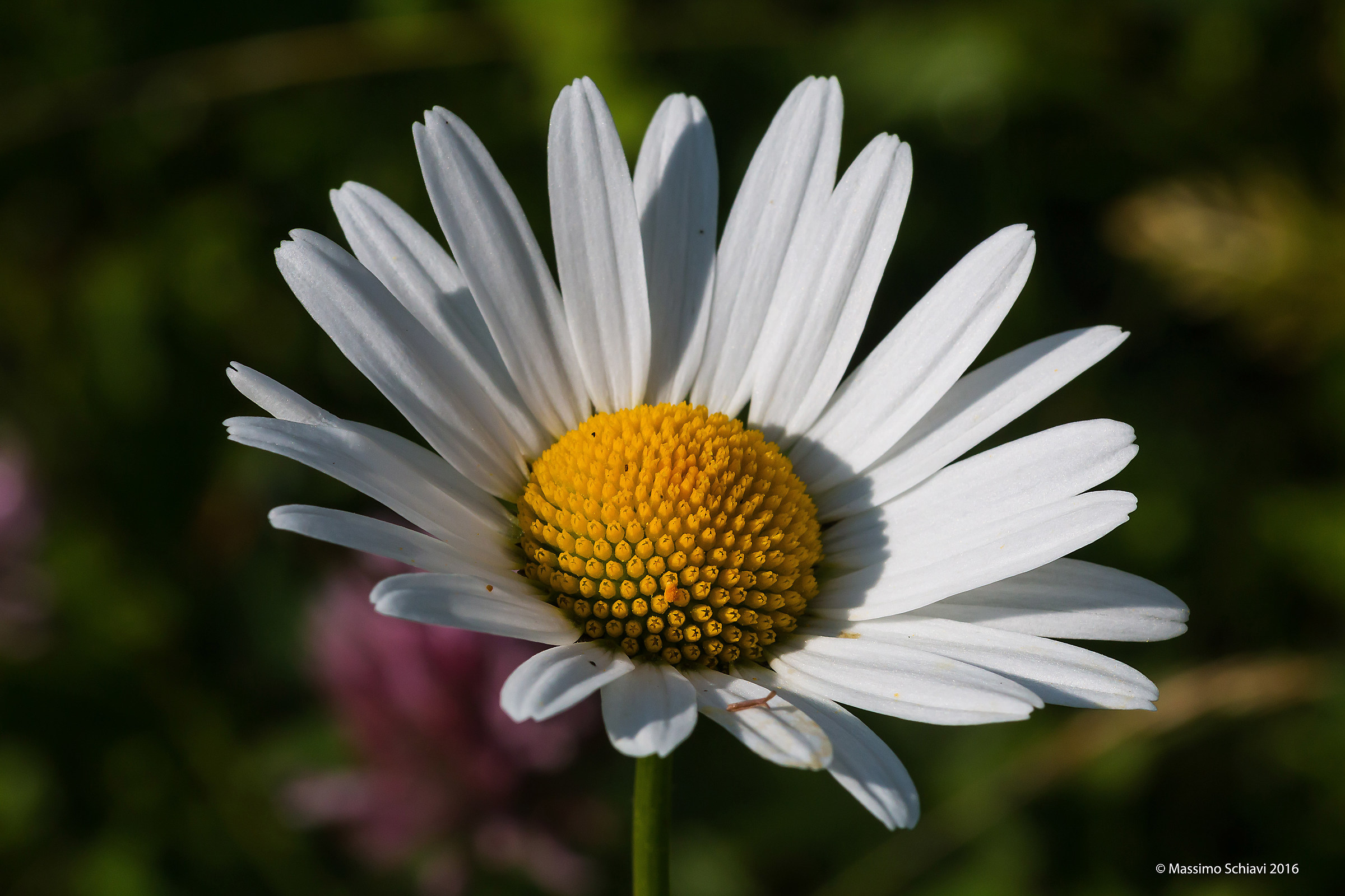 Leucanthemum vulgare Lam. - Margaret diploid.