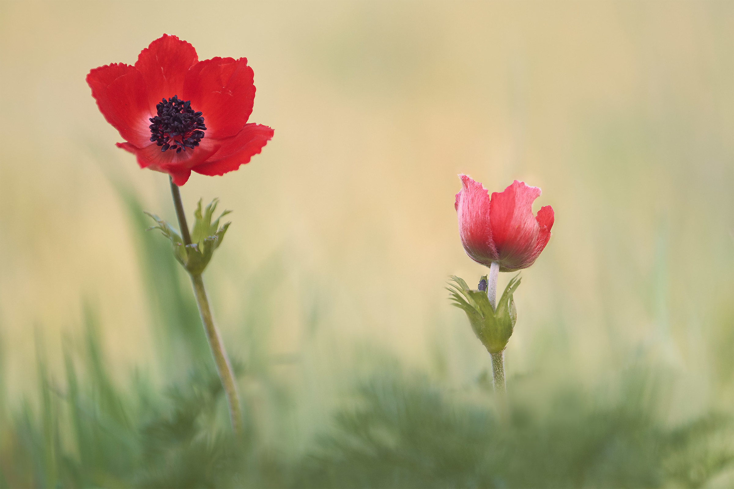 Anemone coronaria