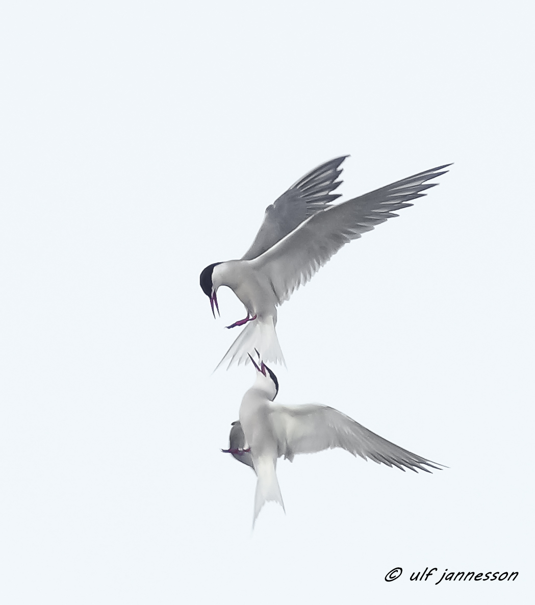 Tern - lotta