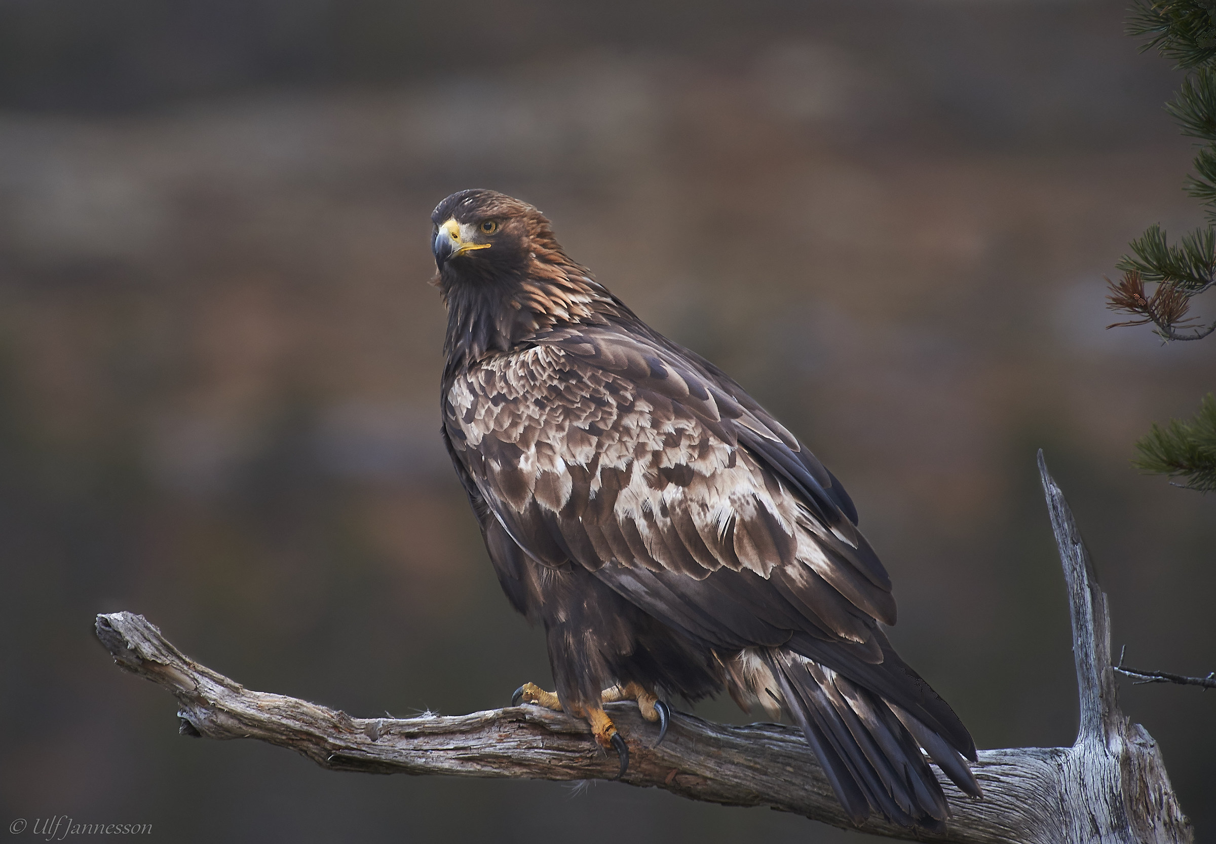 Aquila reale in bel profilo