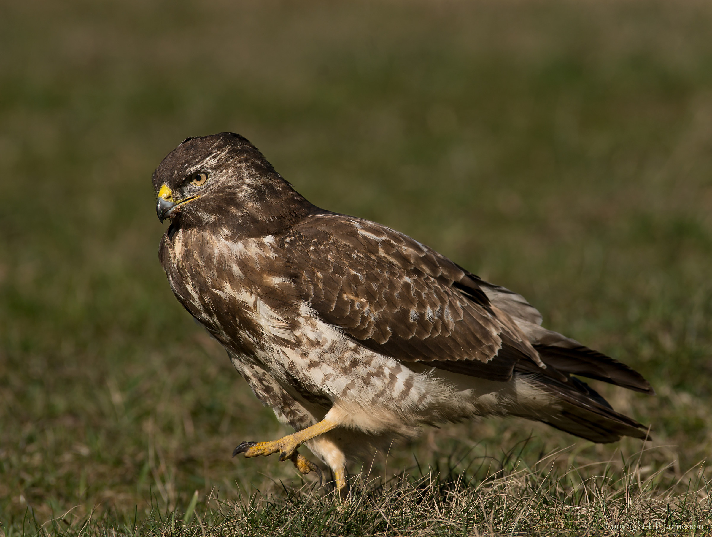 Buzzard - sulla strada