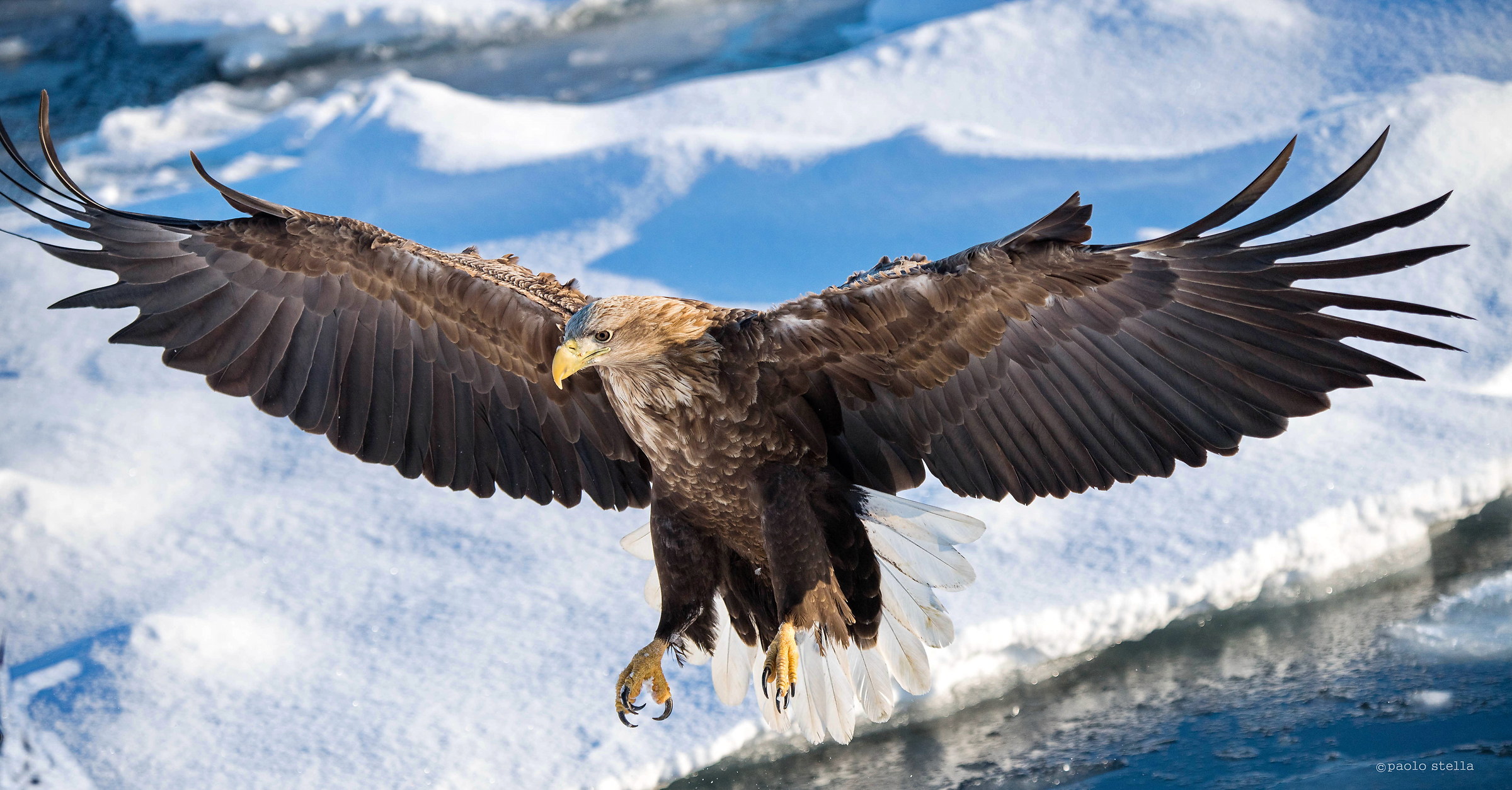 sea eagle - open wings