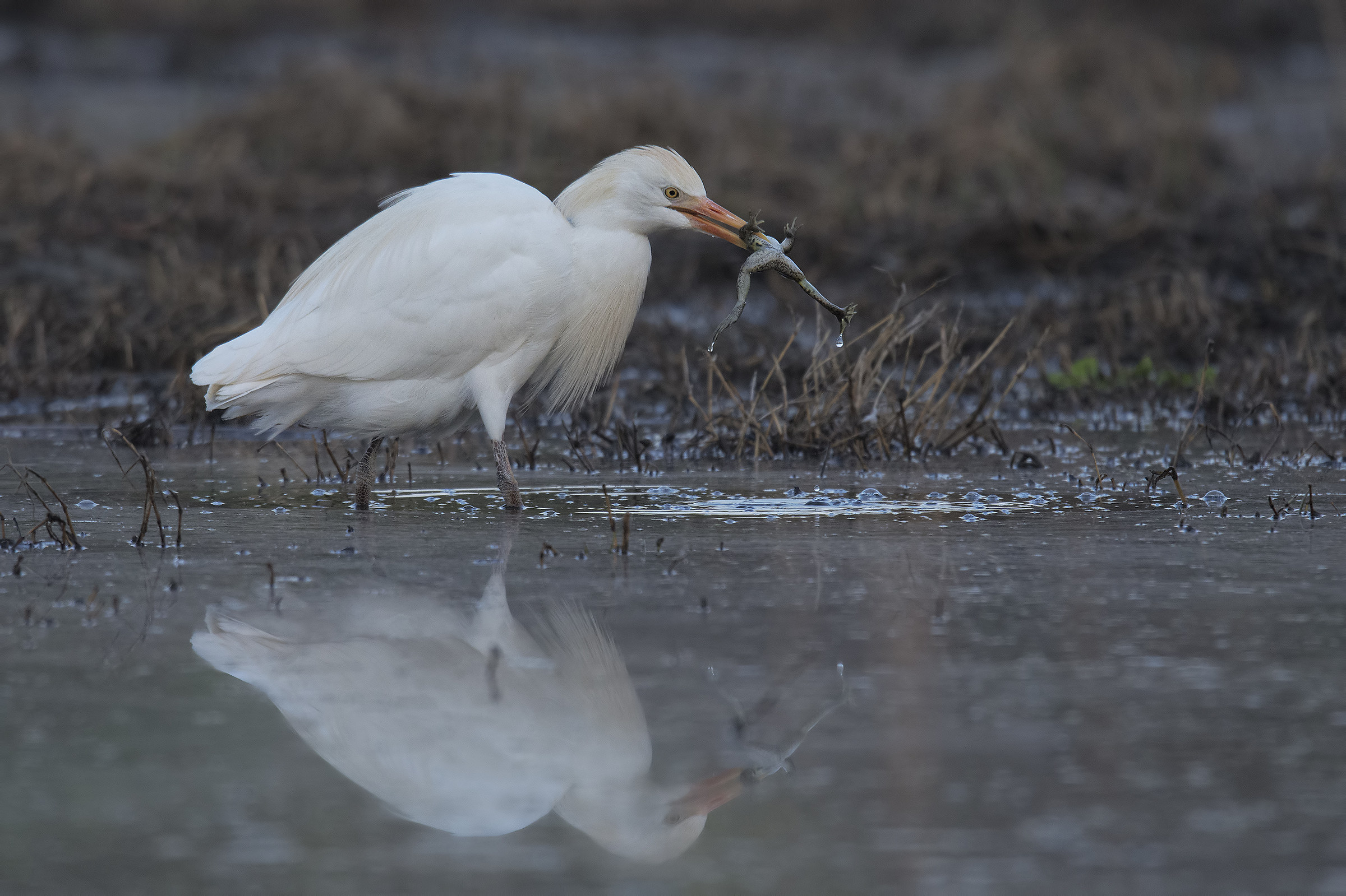Airone guardabuoi (Bubulcus ibis)