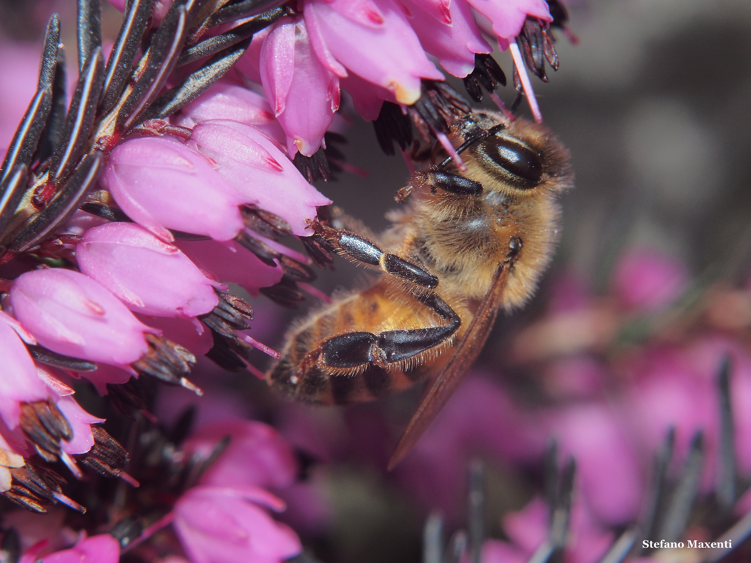 Bees returning to work - 2