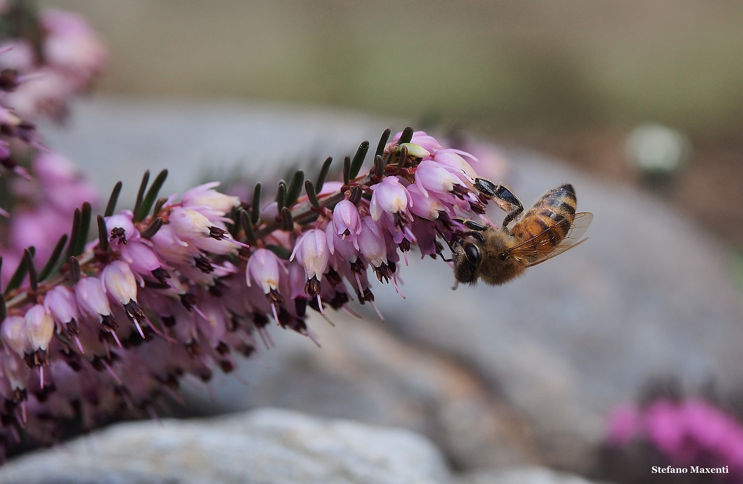 Bees returning to work - 1