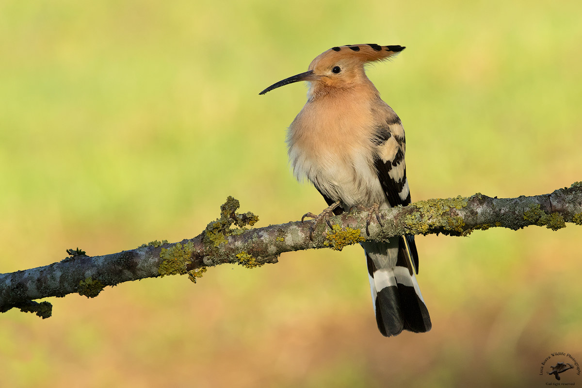 A ray everything for her