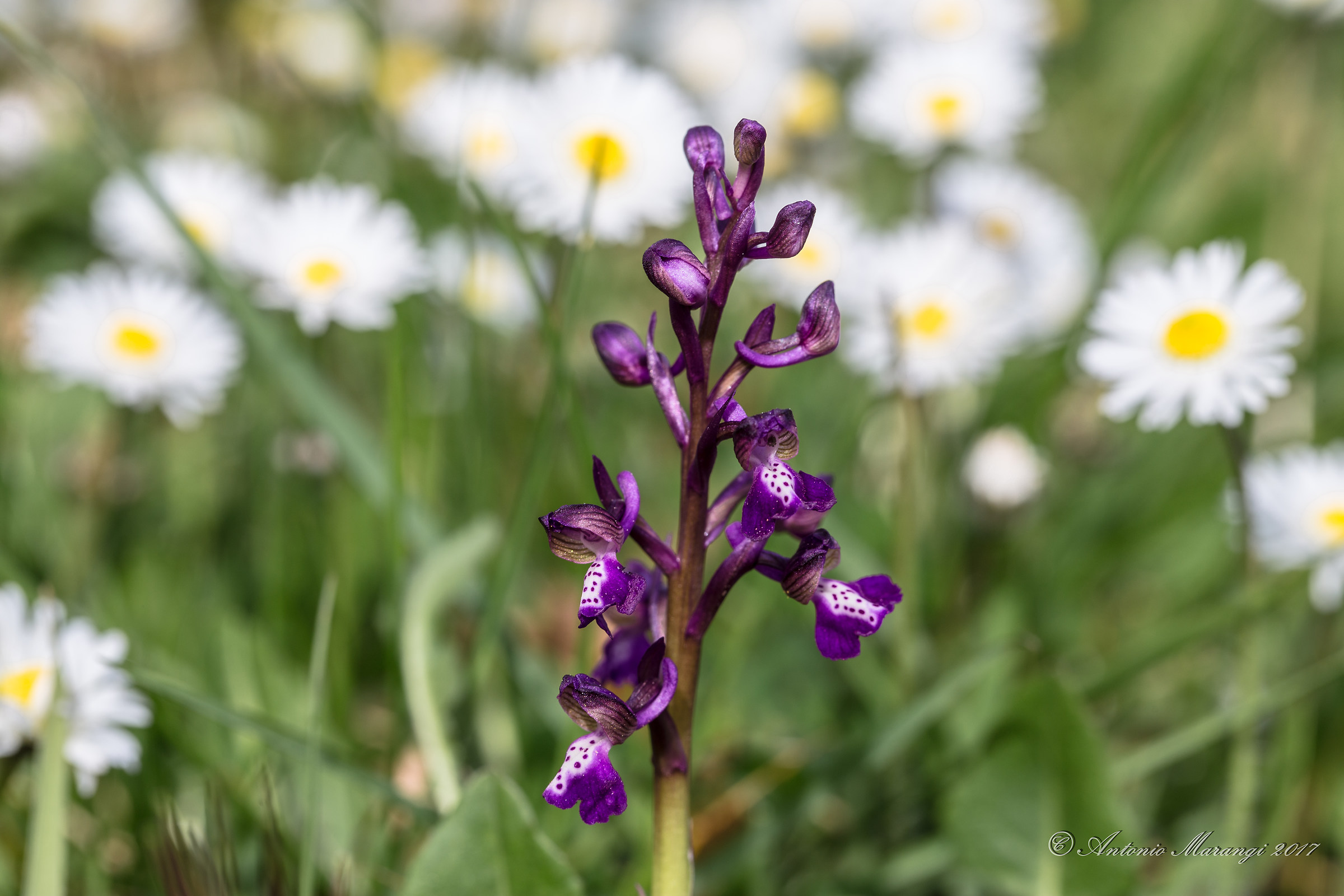 spontaneous orchid in my area