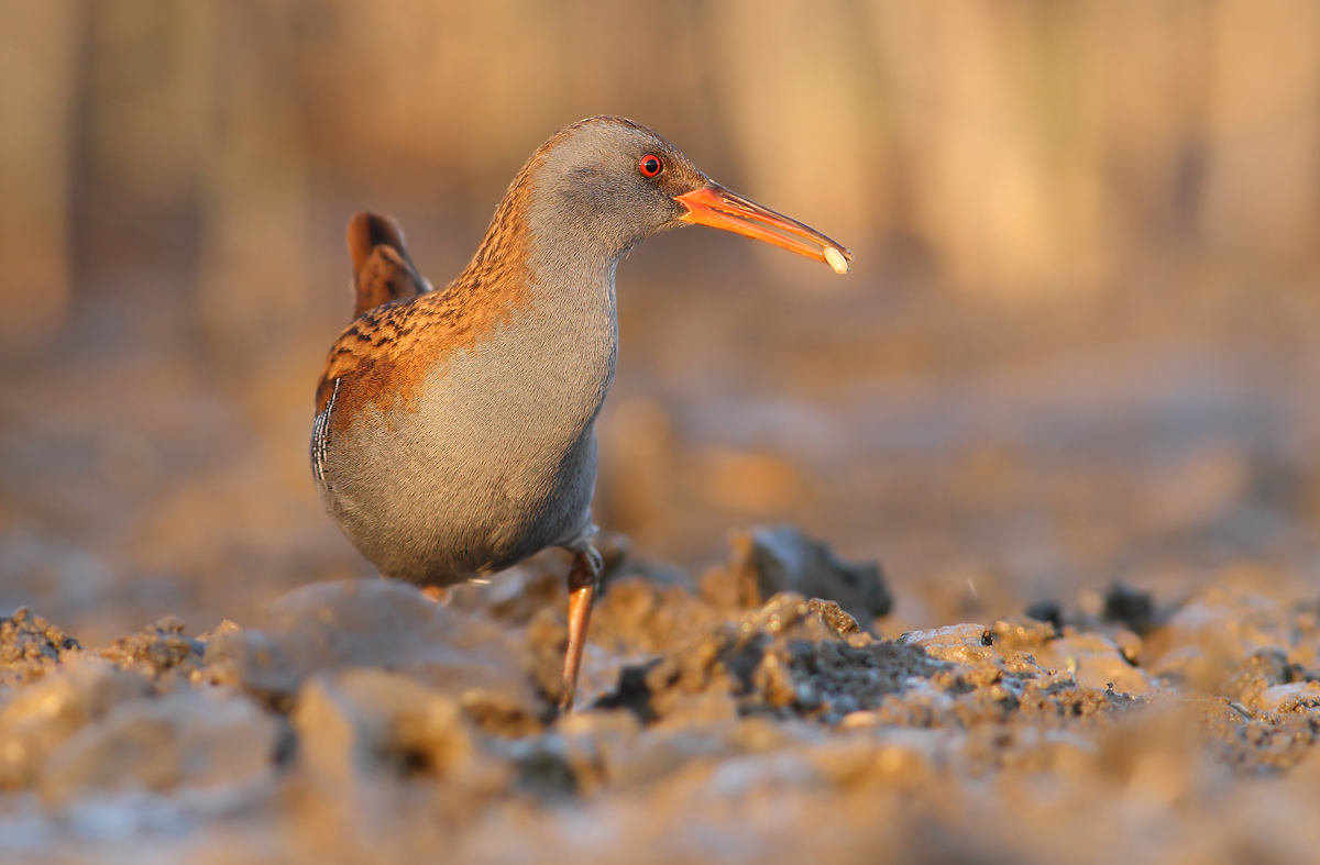 Water Rail