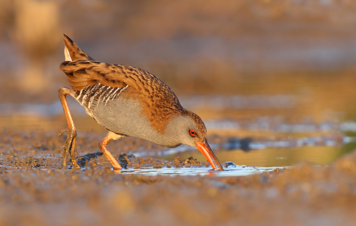 Water Rail