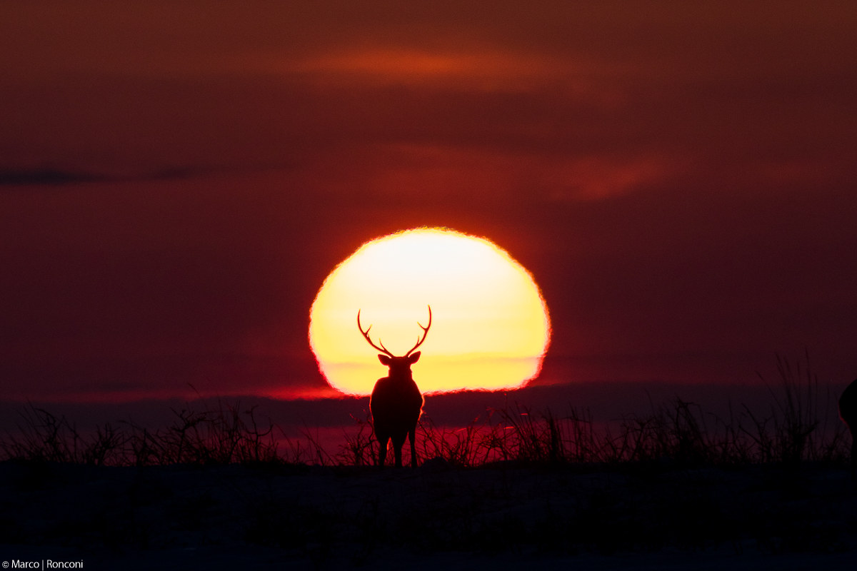 In that banner it shines a big red sun