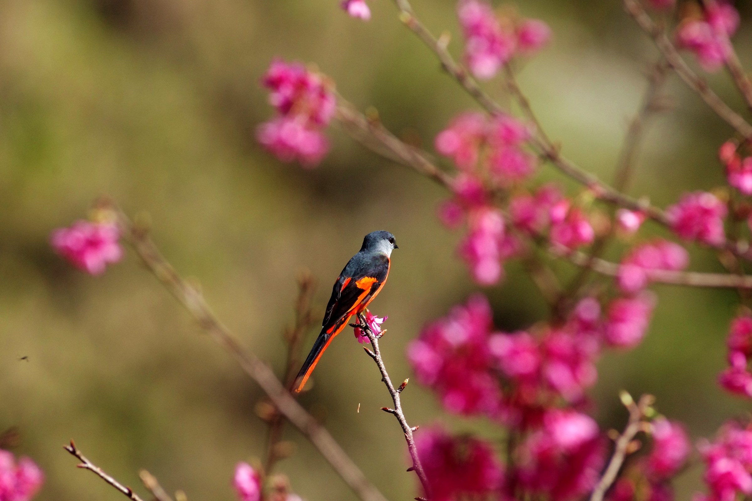 Gray-chinned Minivet
