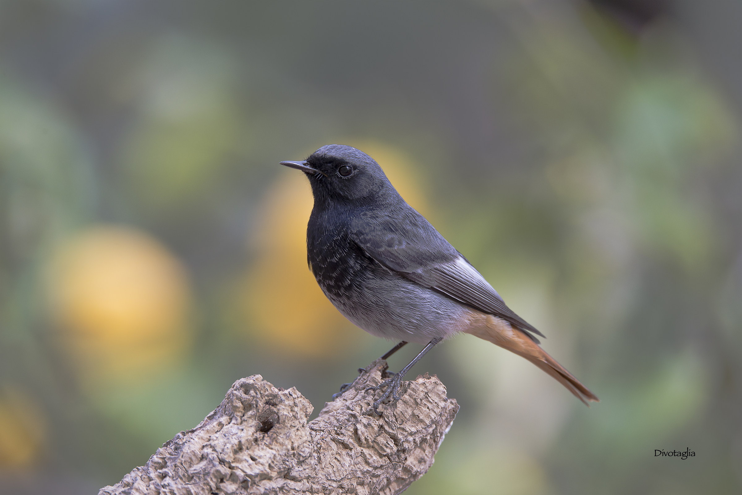 Black Redstart